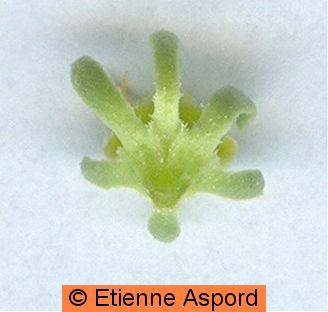 reseda-lutea