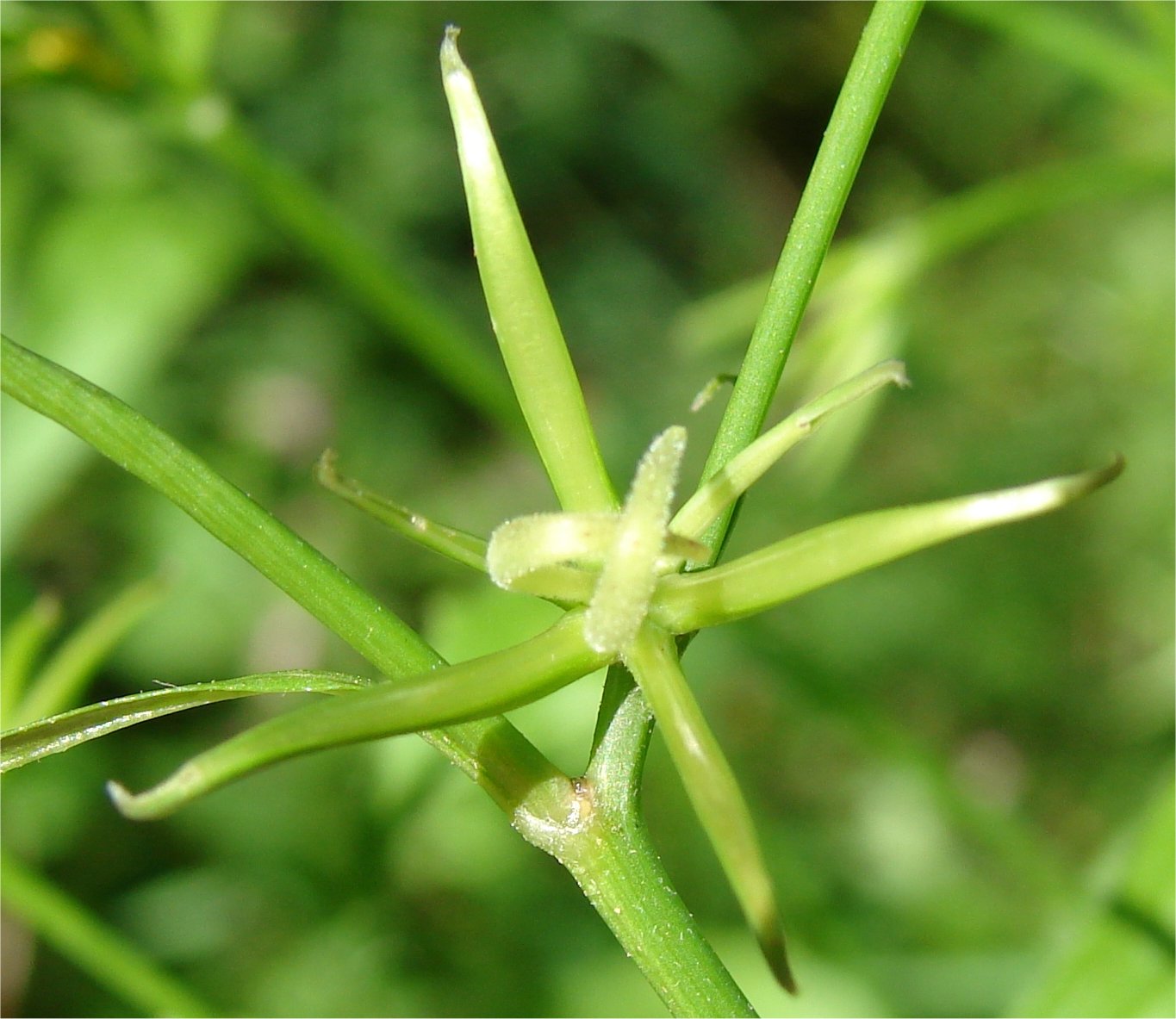 rhagadiolus edulis