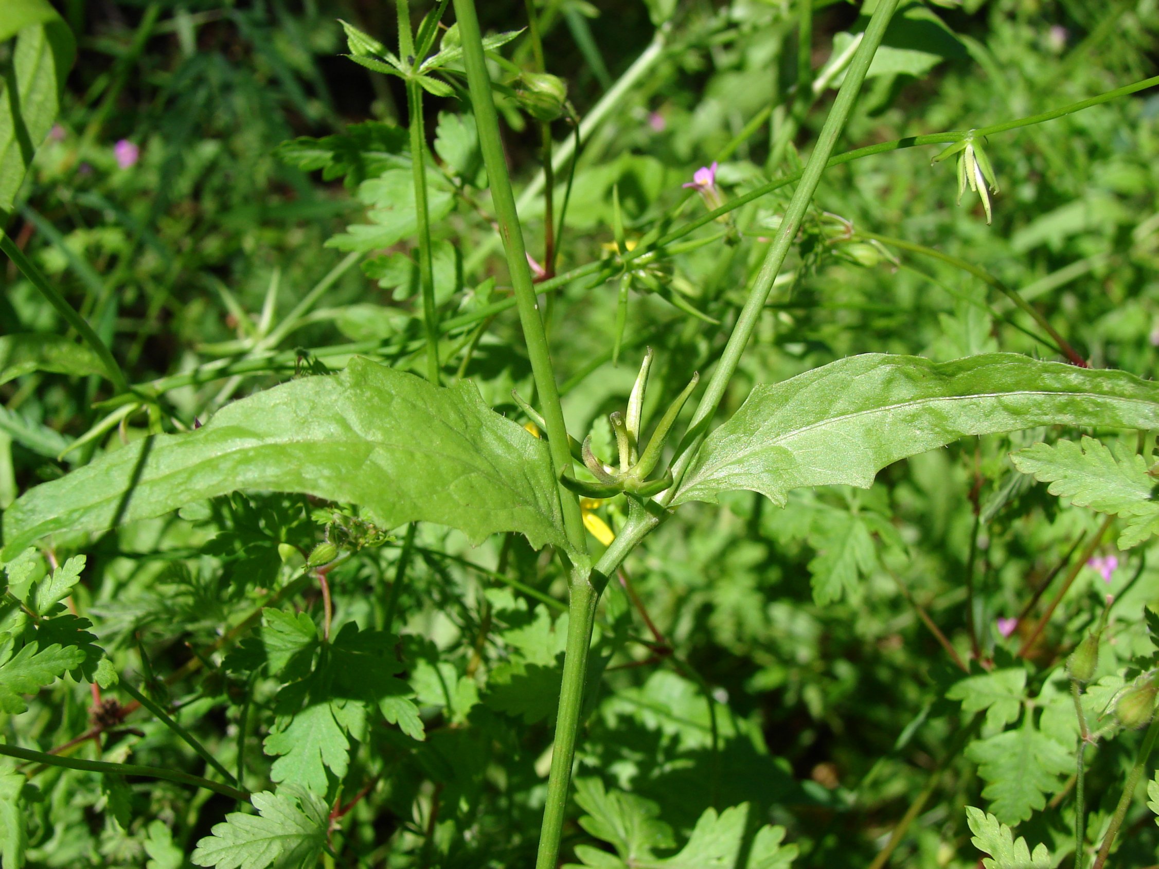rhagadiolus edulis