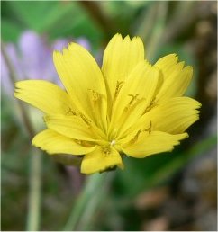 rhagadiolus stellatus