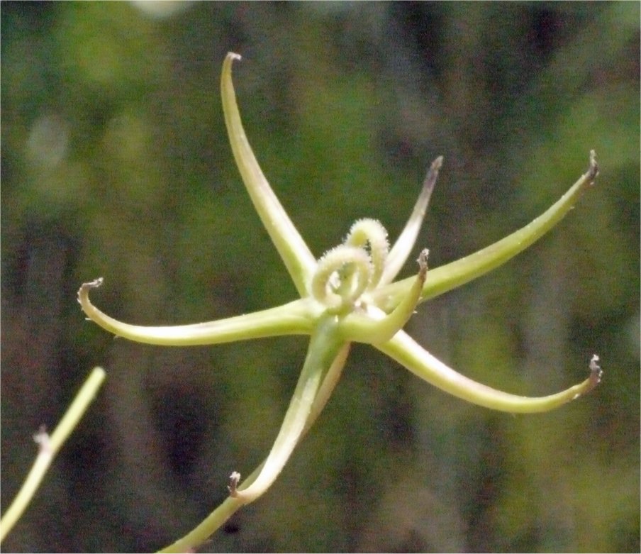 rhagadiolus stellatus