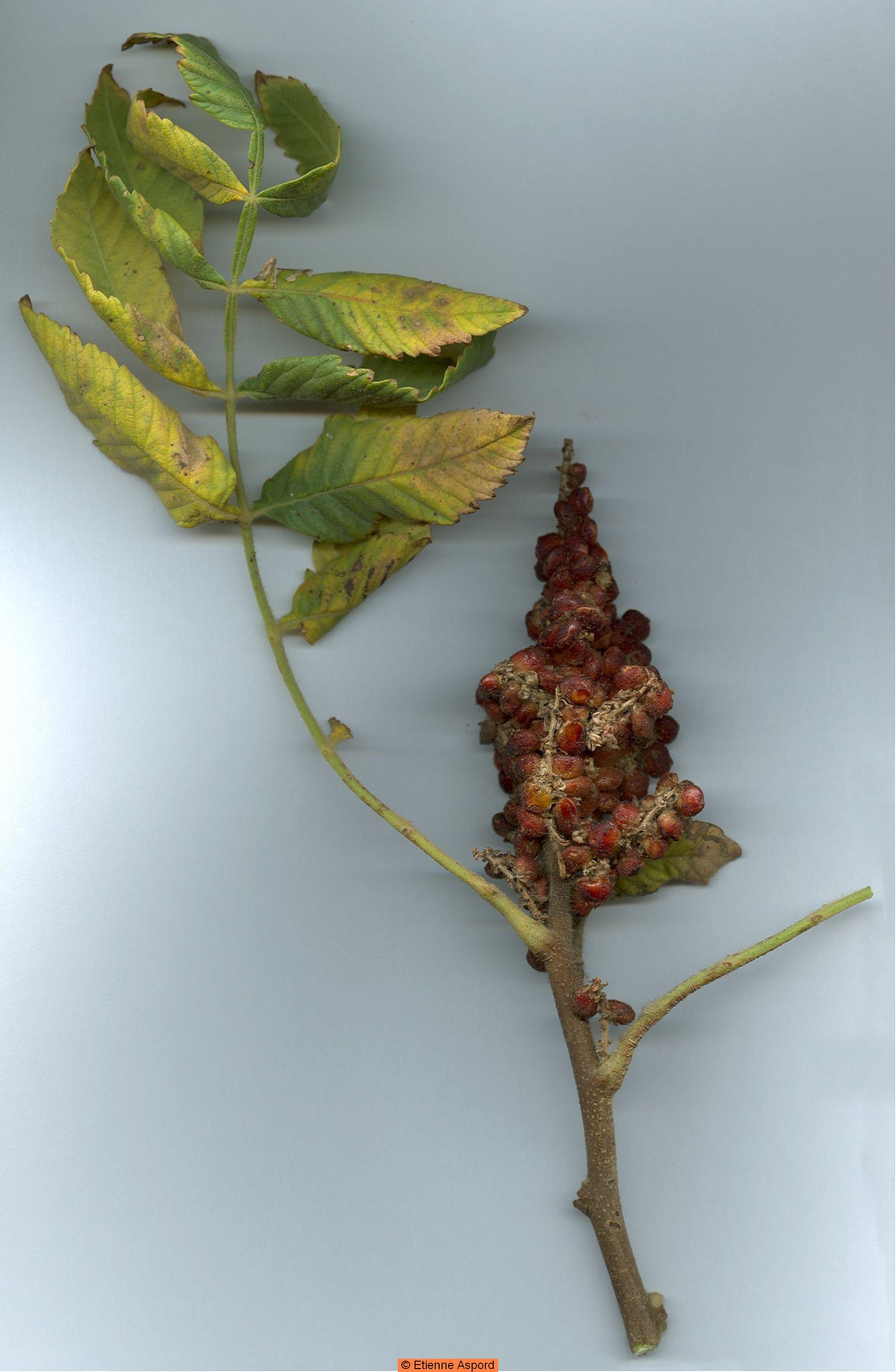 rhus coriara