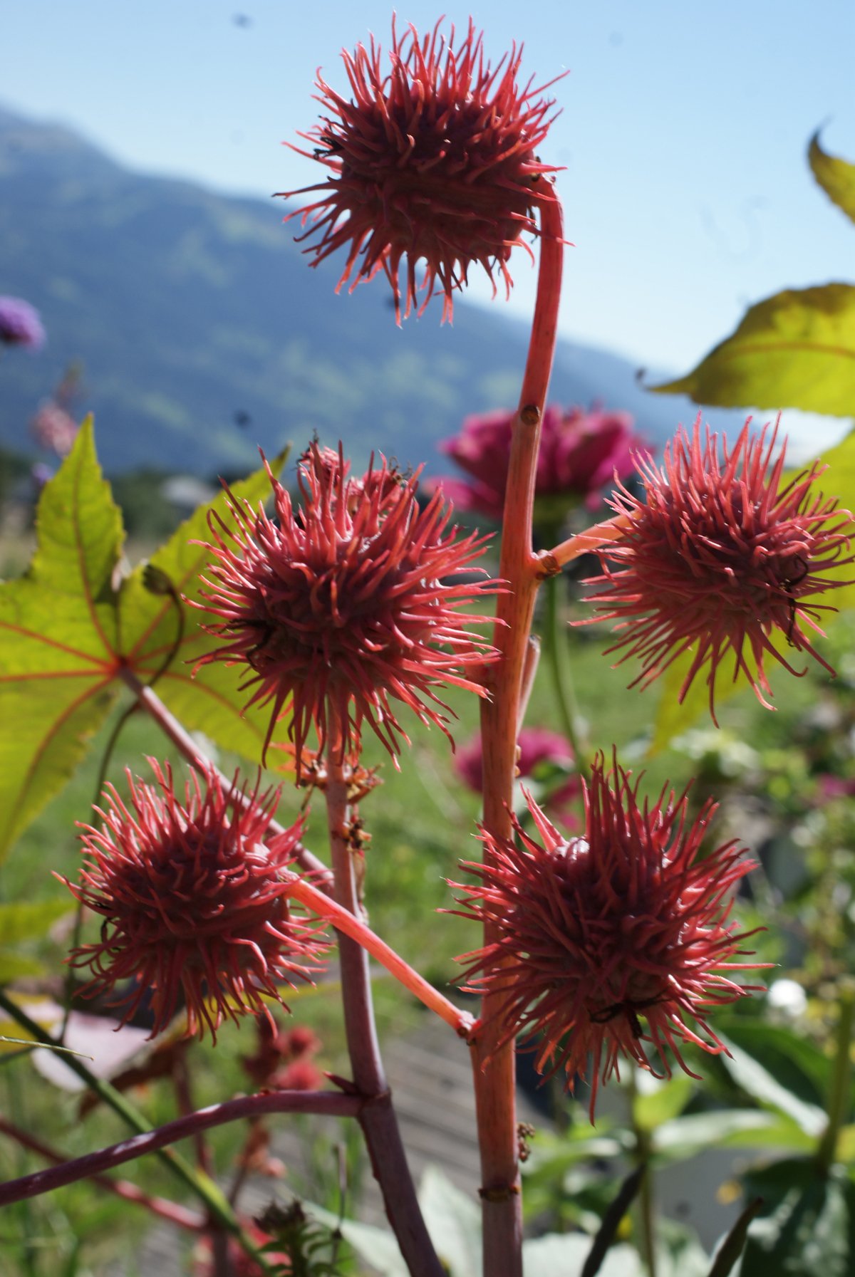 Ricinus communisricinus communis