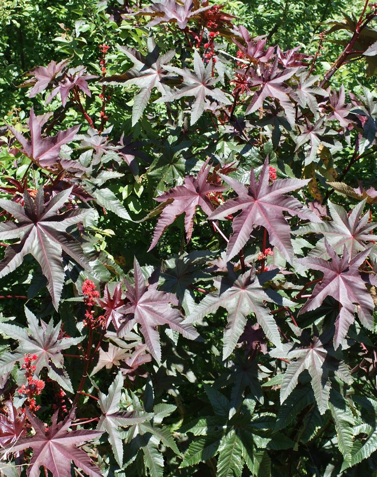 Ricinus communisricinus communis
