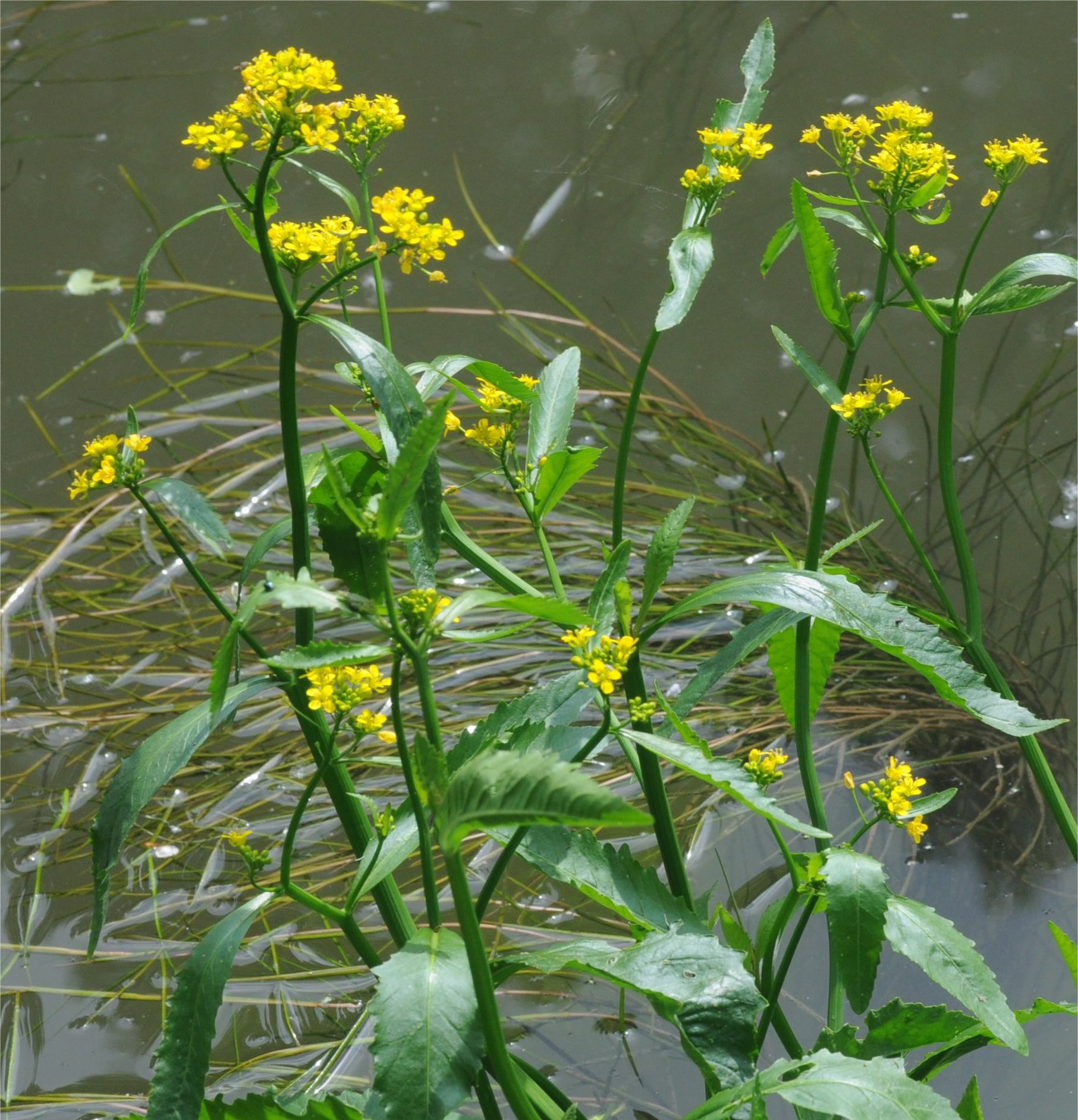 rorippa amphibia