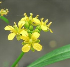 rorippa amphibia