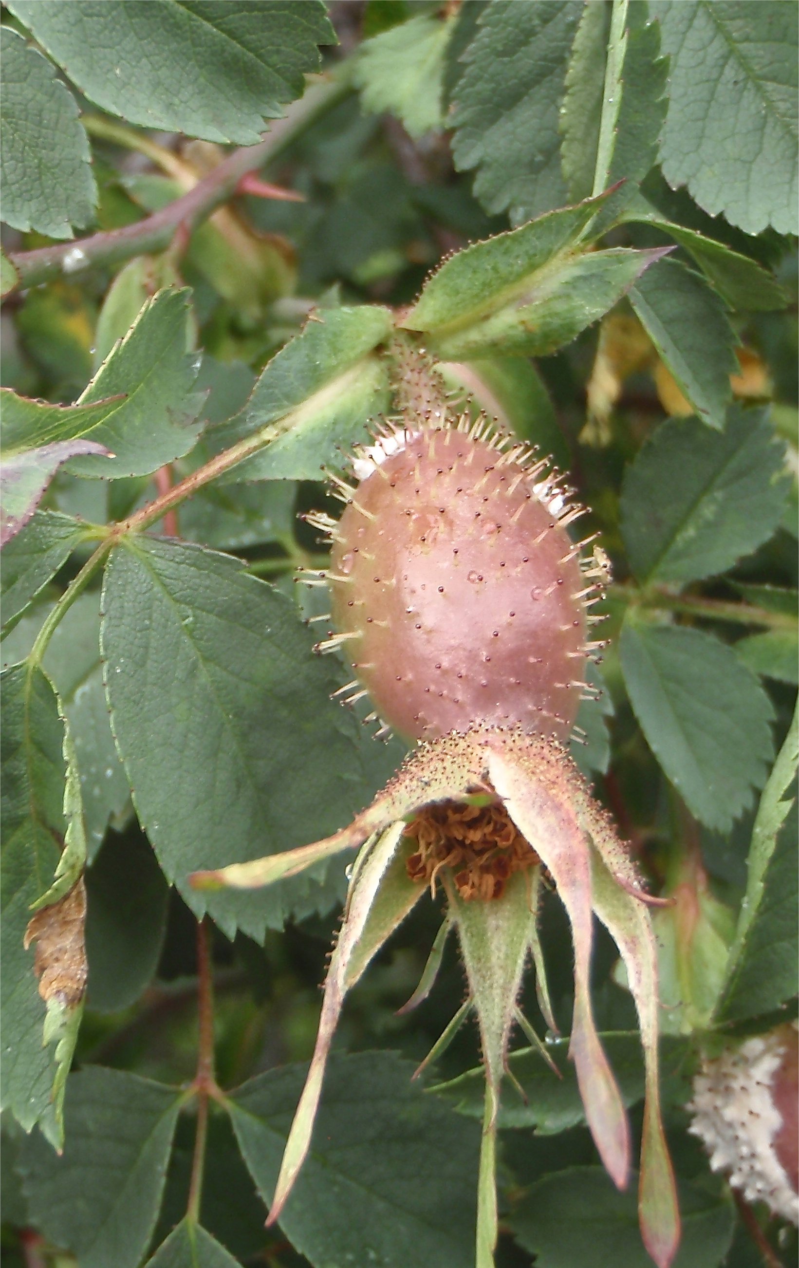 rosa montana