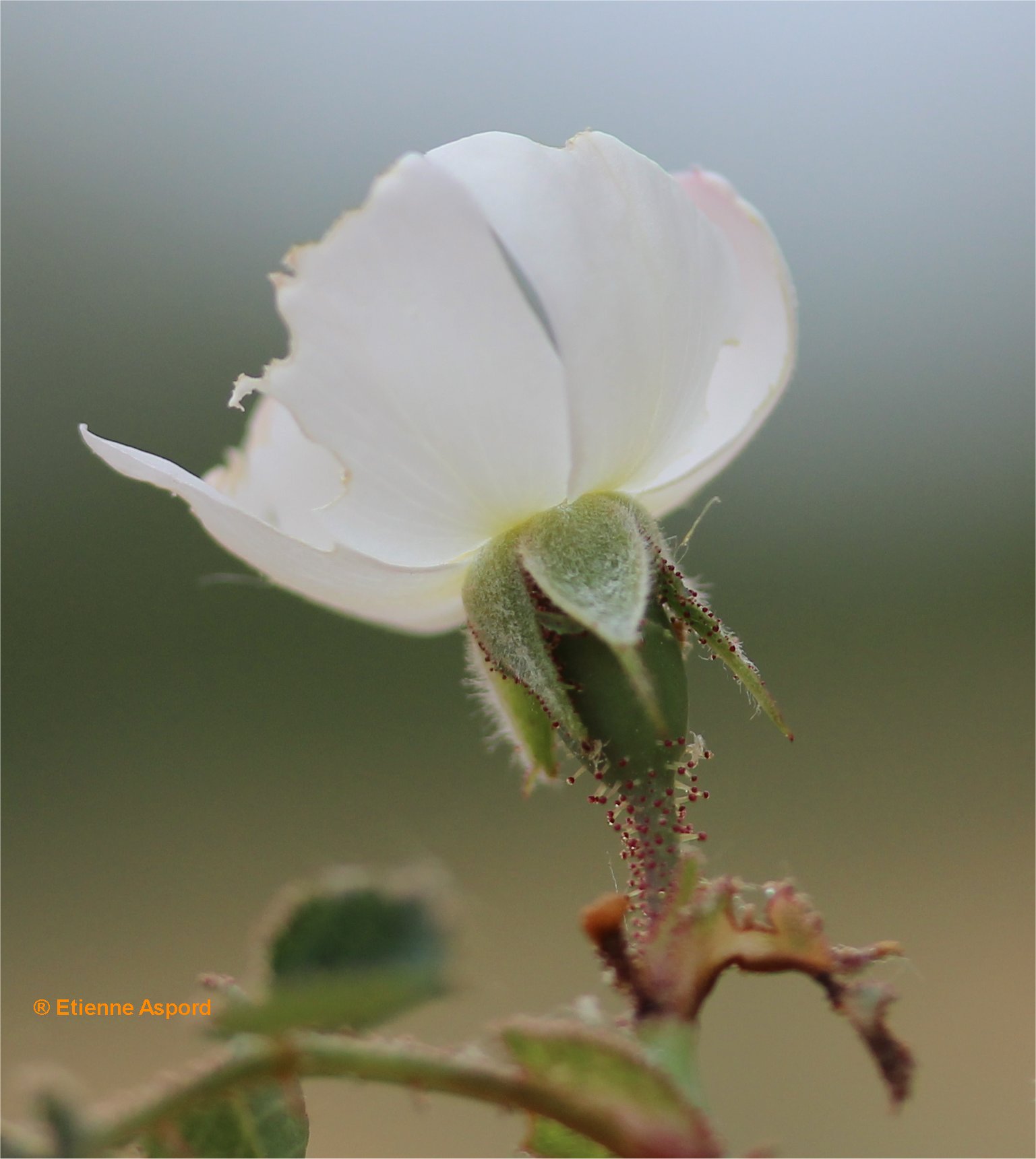 rosa pimpinellifolia var myriacantha