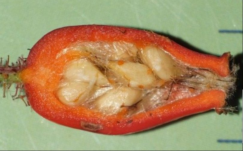 rosa rubiginosa tout.jpg