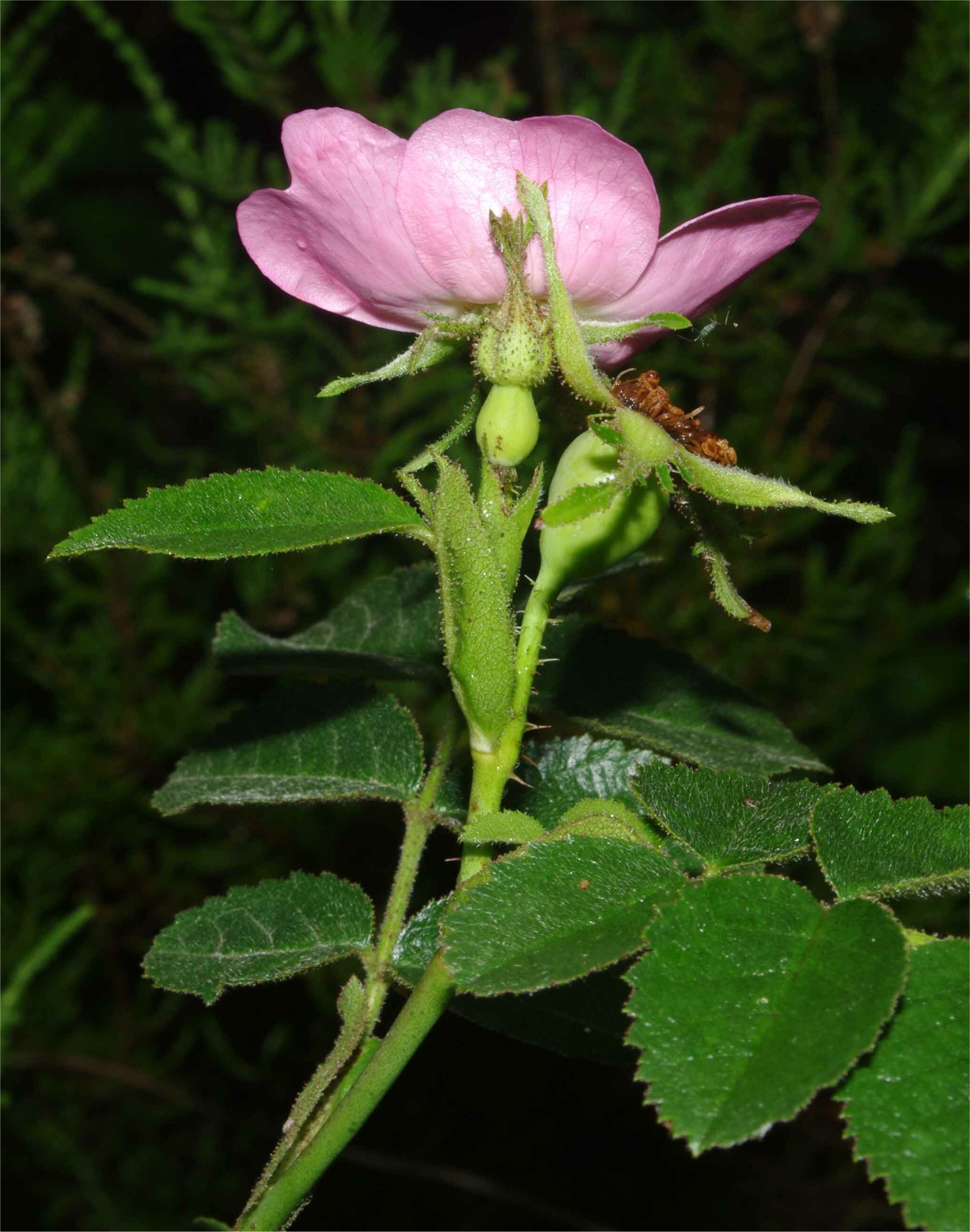 rosa rubiginosa tout.jpg