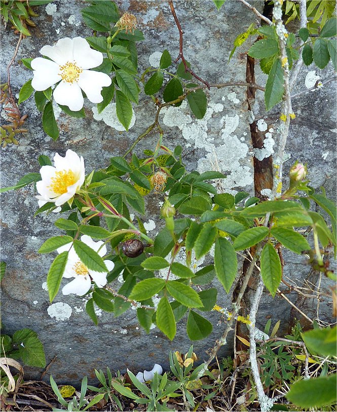 rosa stylosa