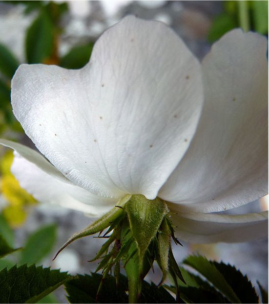 rosa stylosa