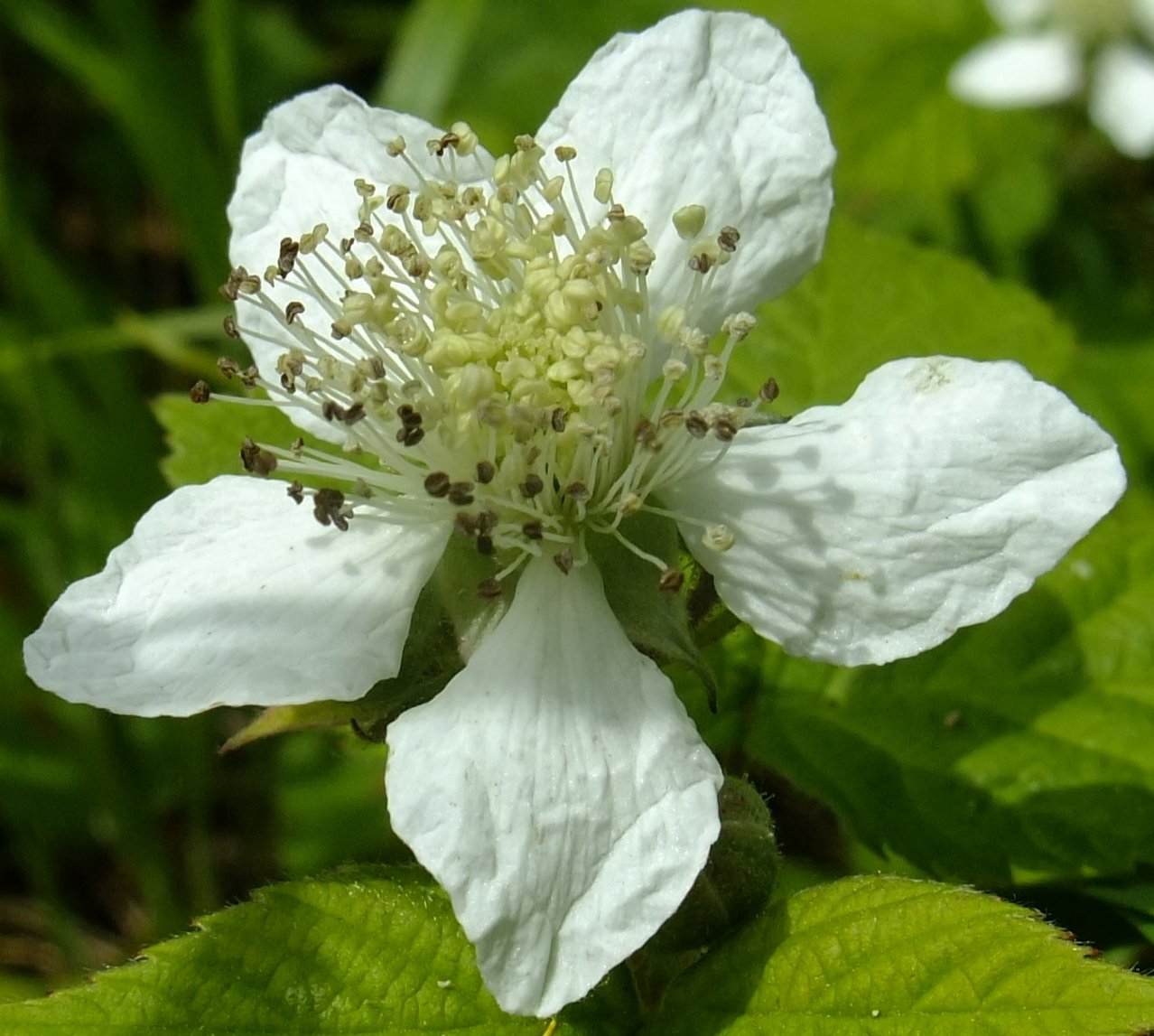 rubus caesius