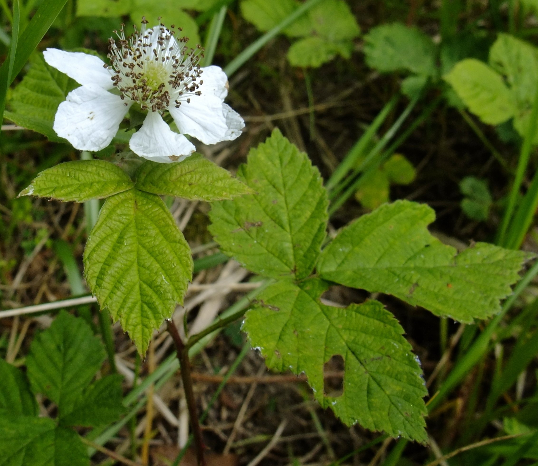 rubus caesius
