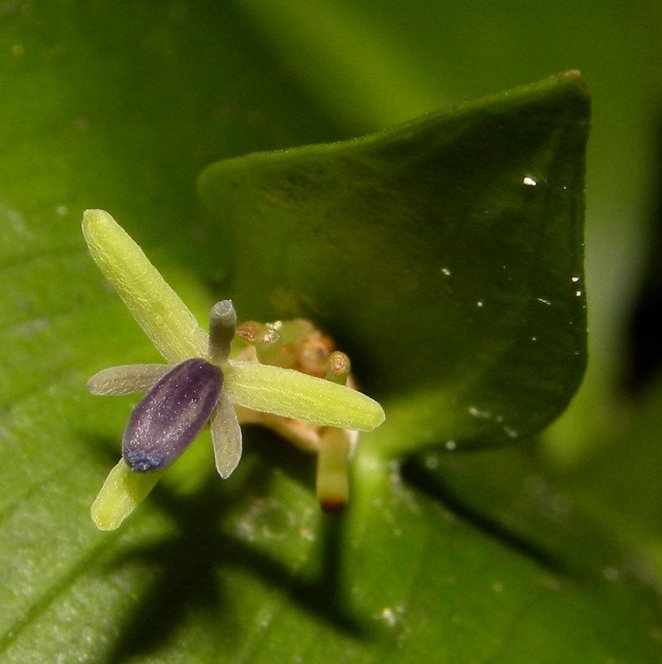 ruscus-hypoglossum