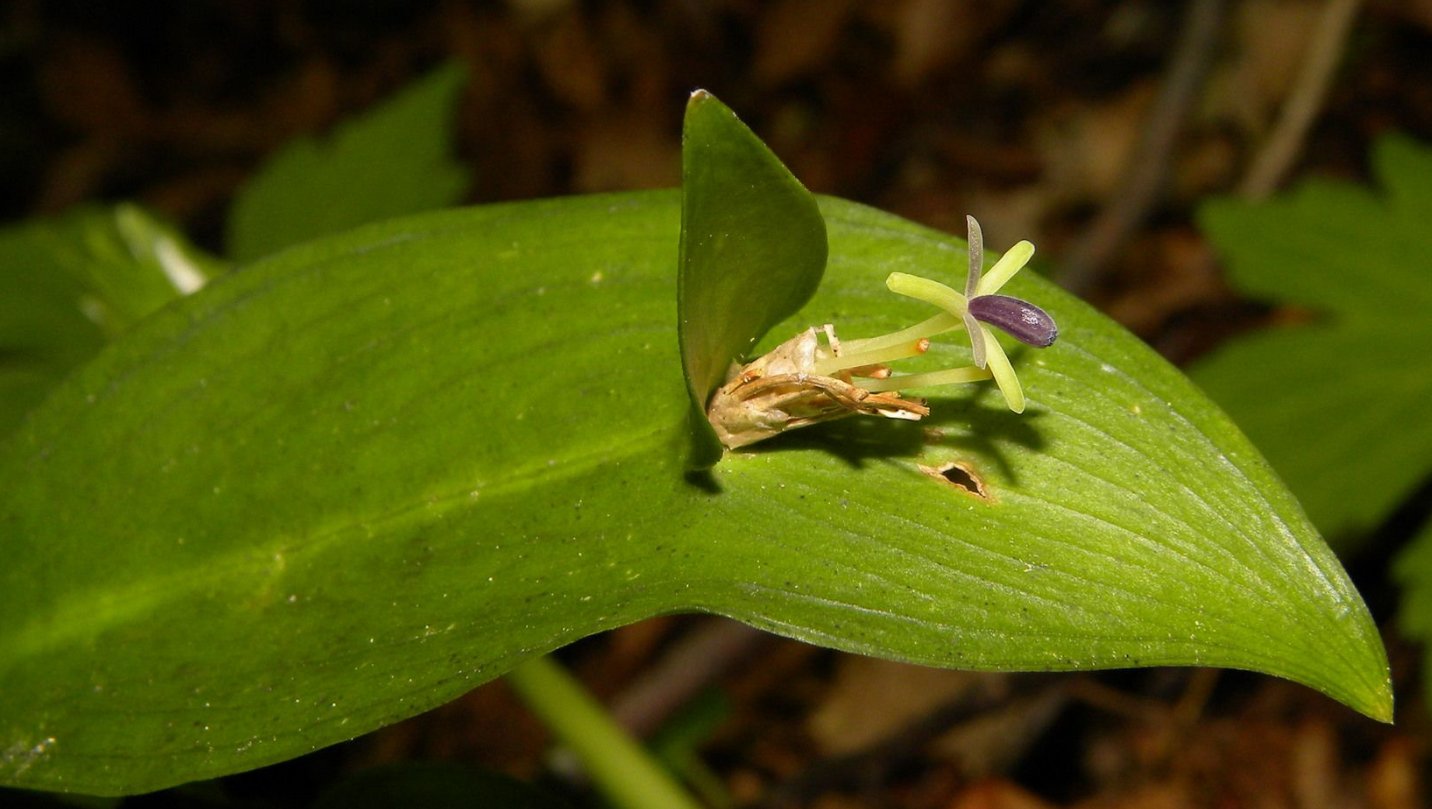 ruscus-hypoglossum
