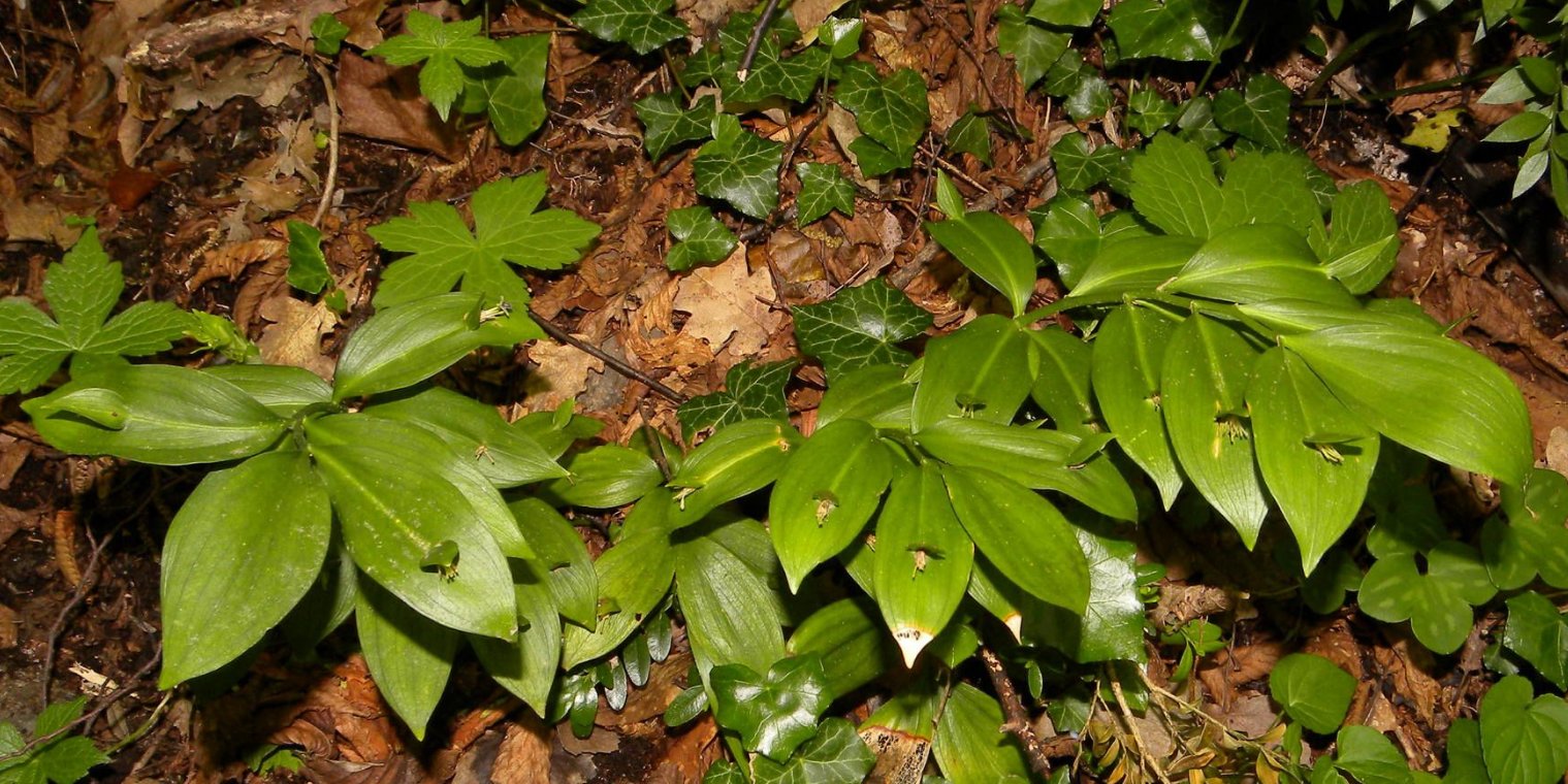 ruscus-hypoglossum