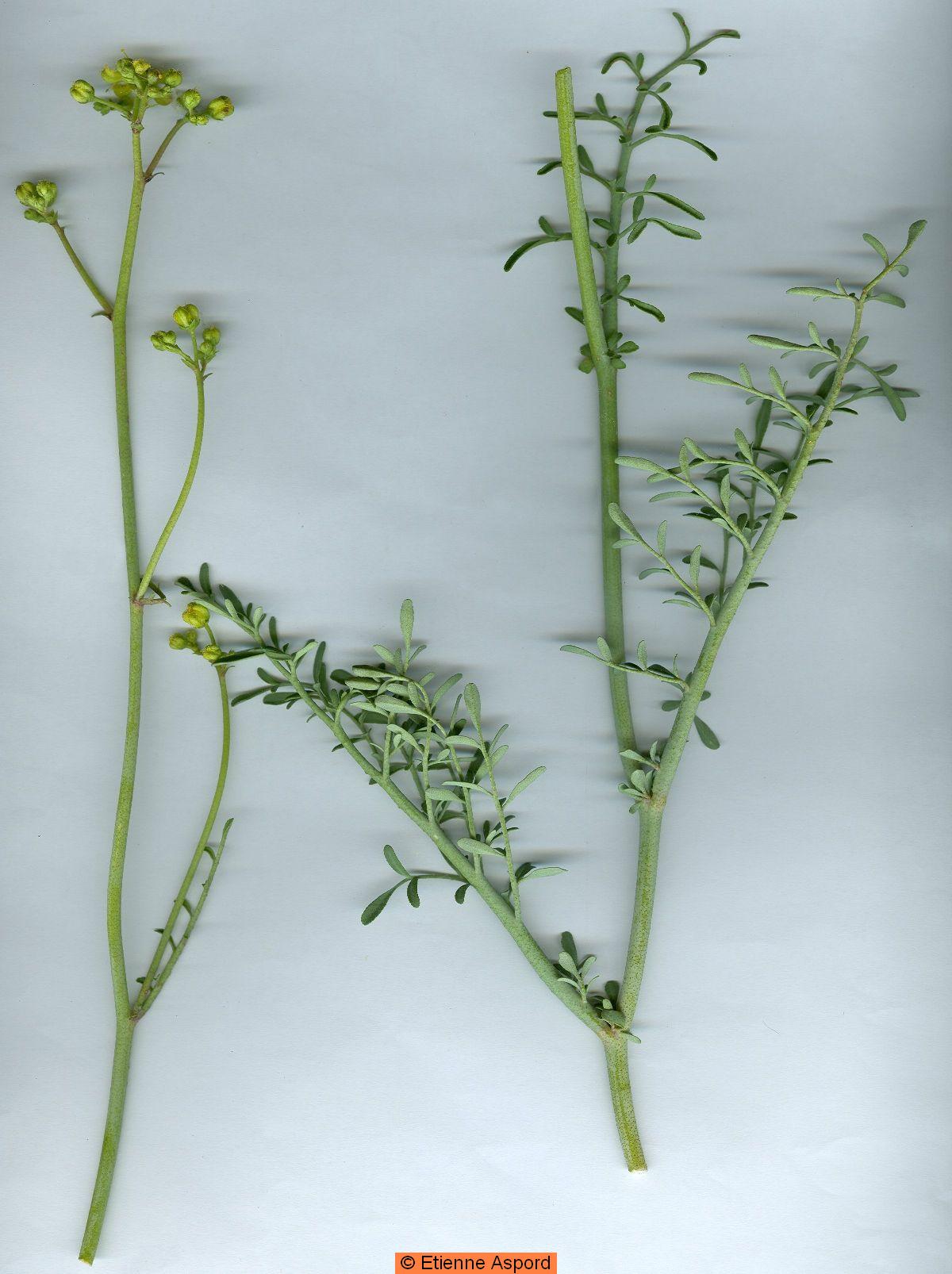 ruta angustifolia