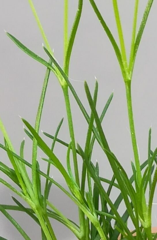sagina apetala