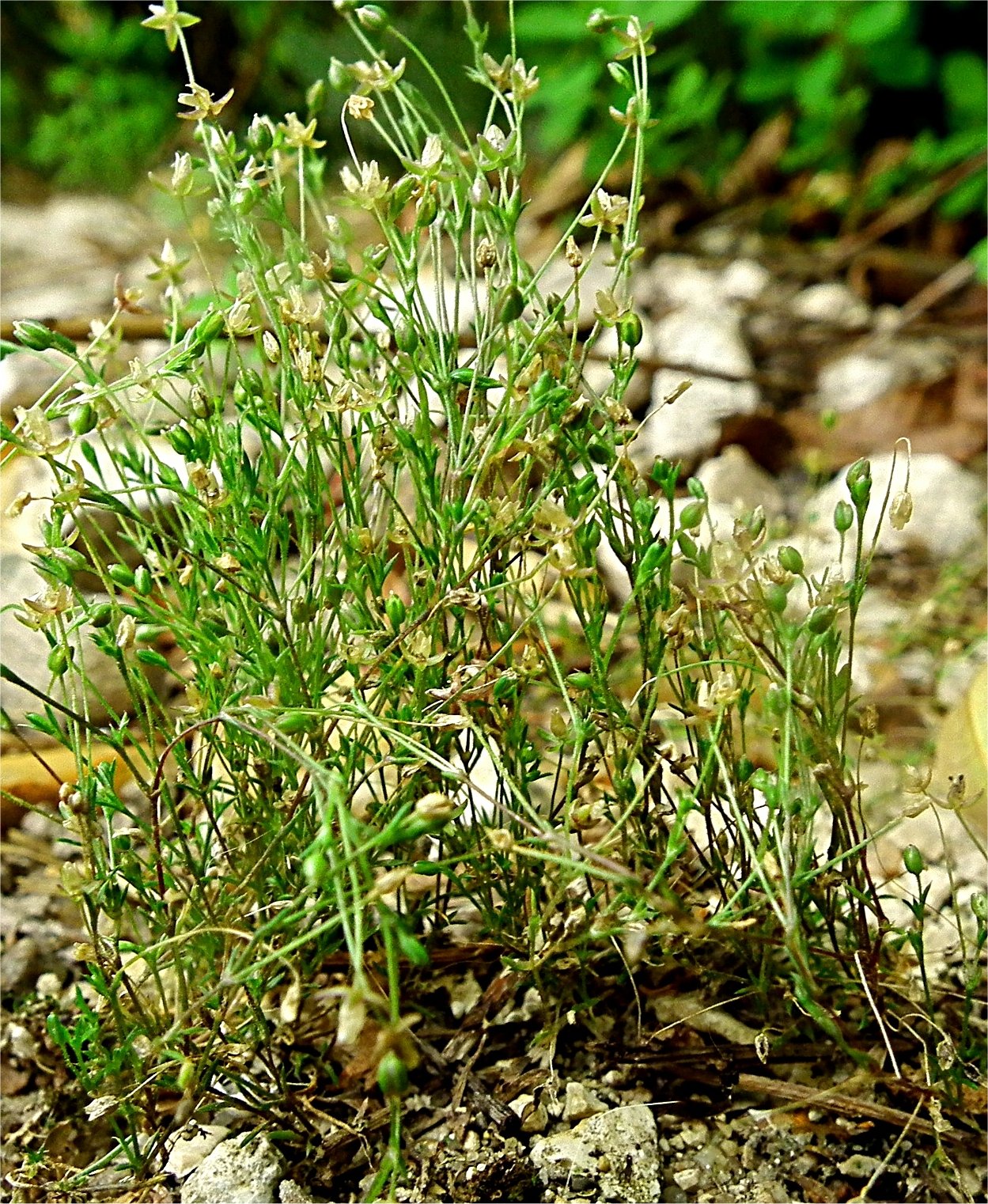 sagina apetala