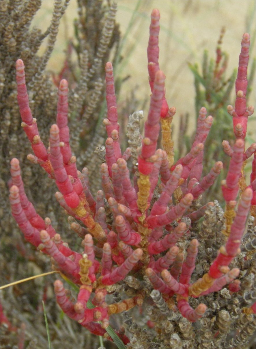 salicornia appressa