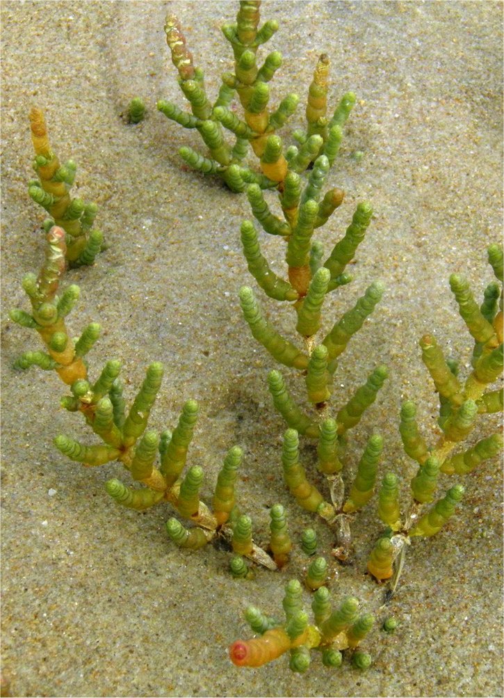 salicornia appressa
