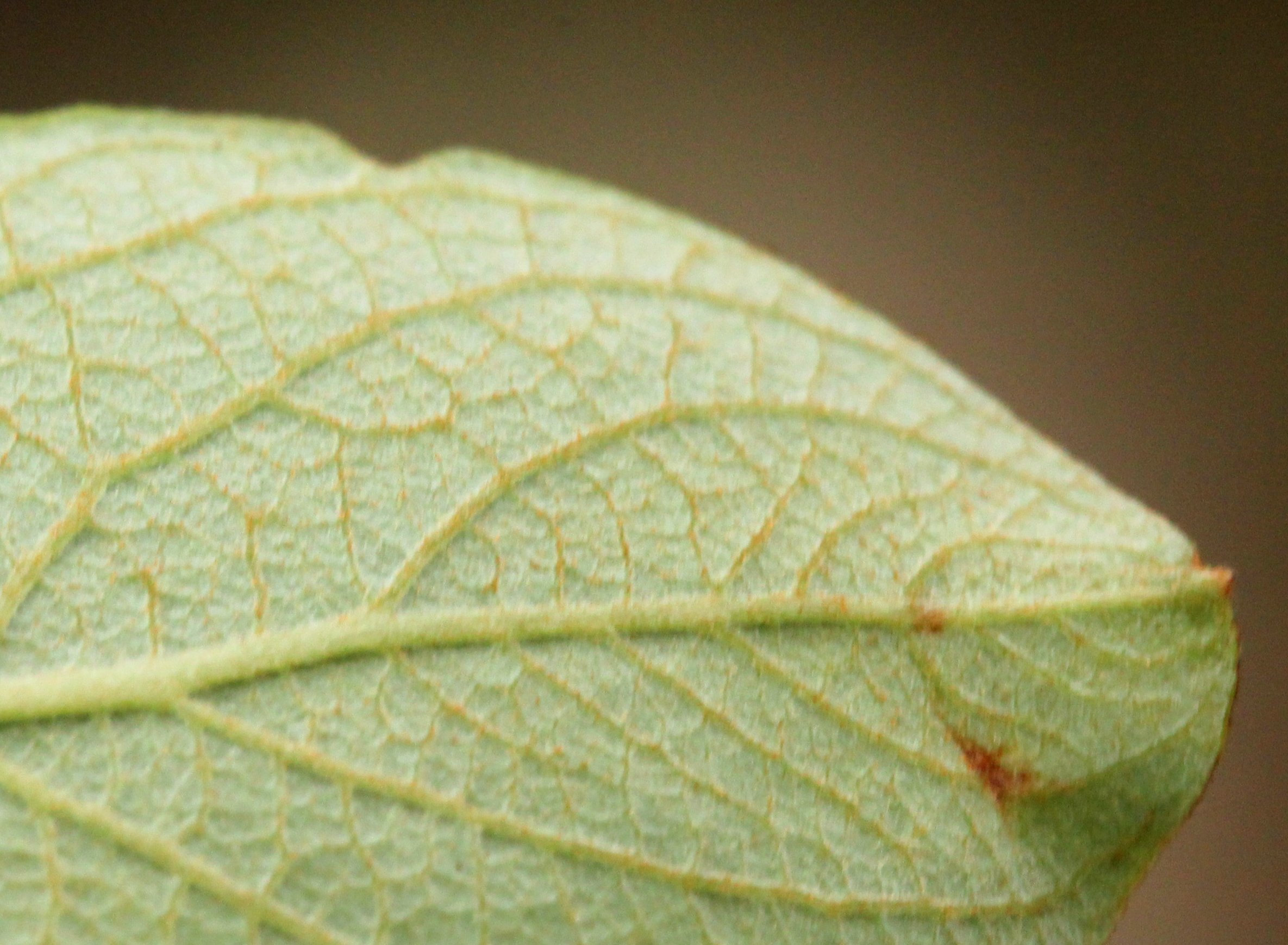 salix atrocinerea