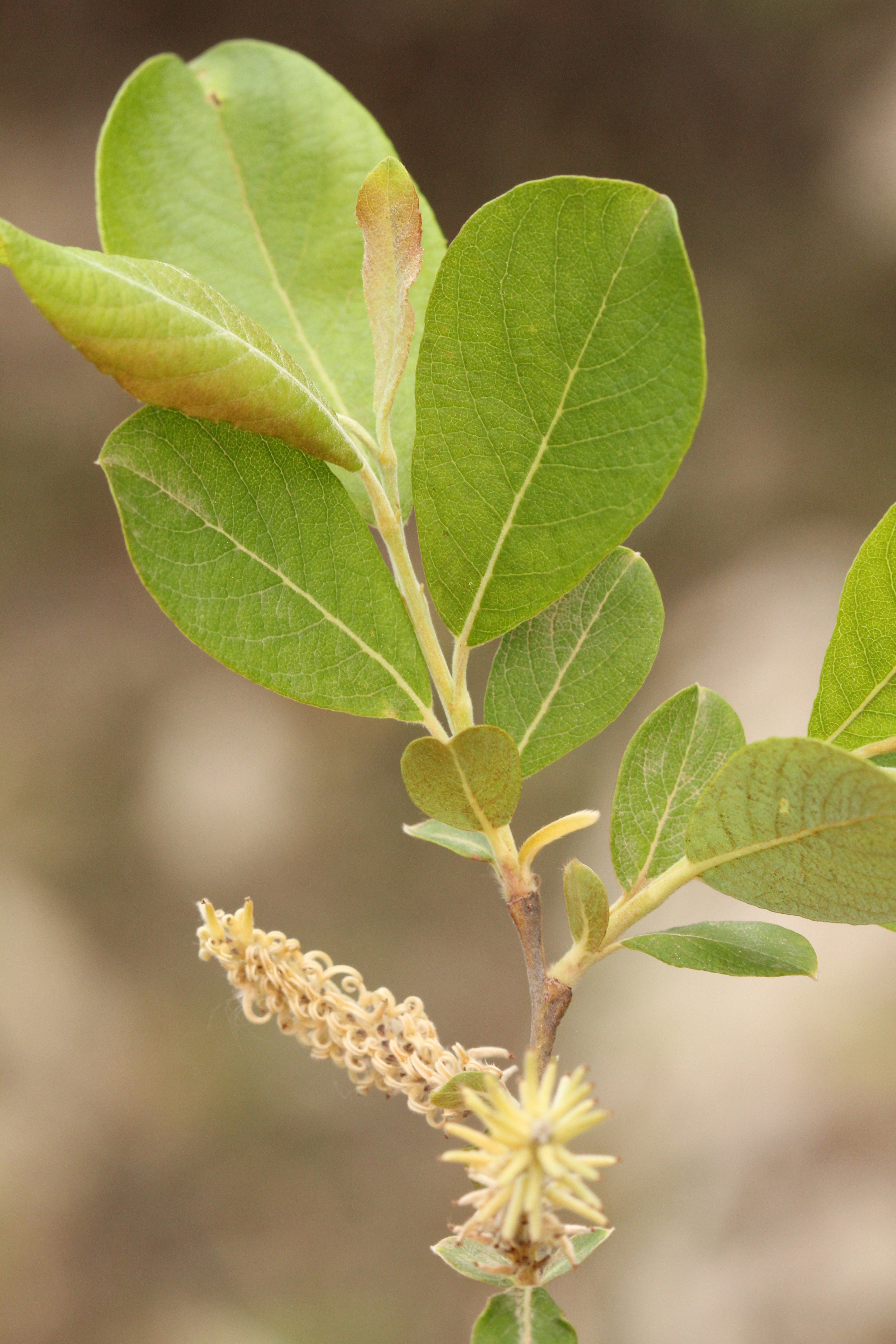 salix atrocinerea