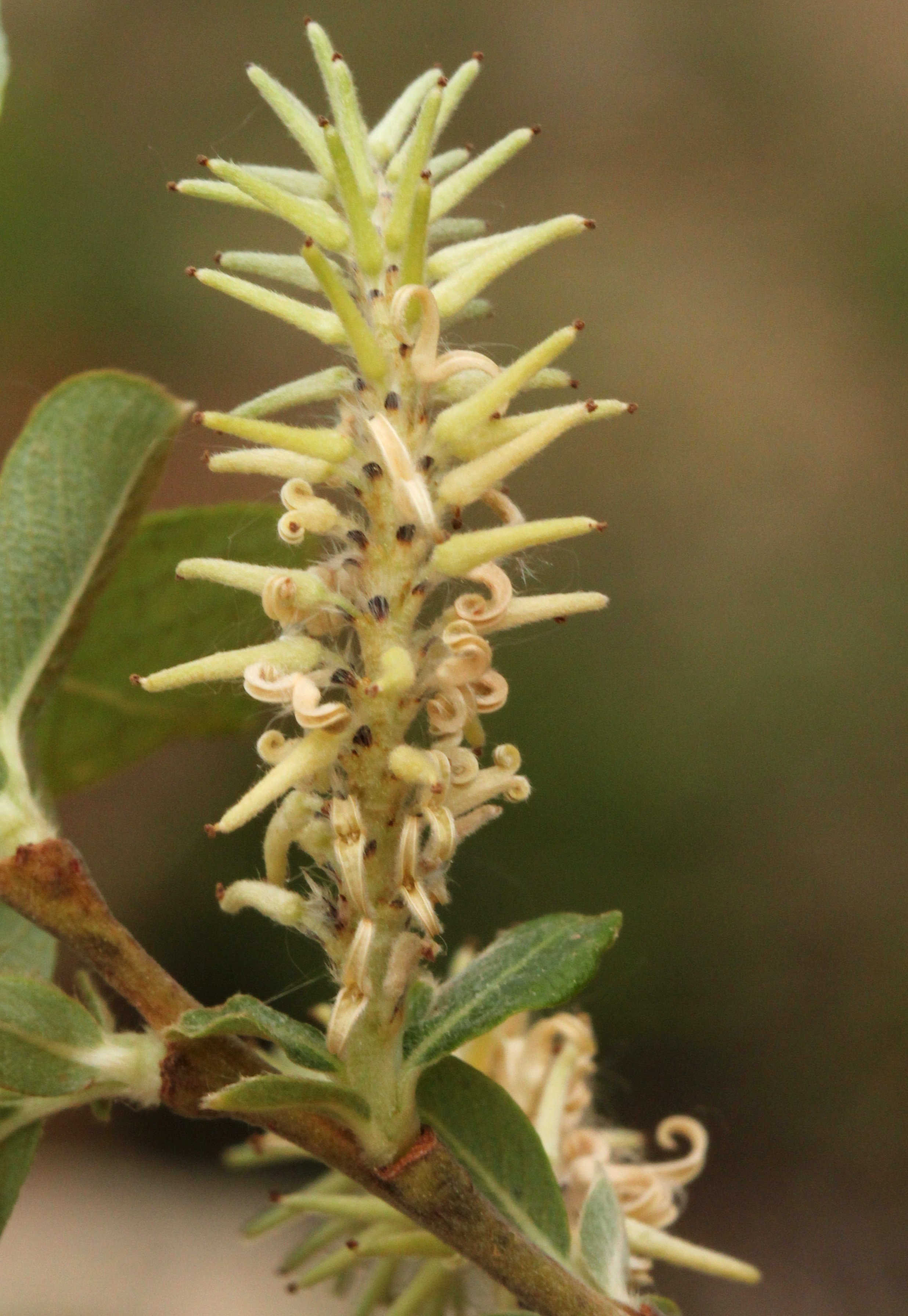 salix atrocinerea