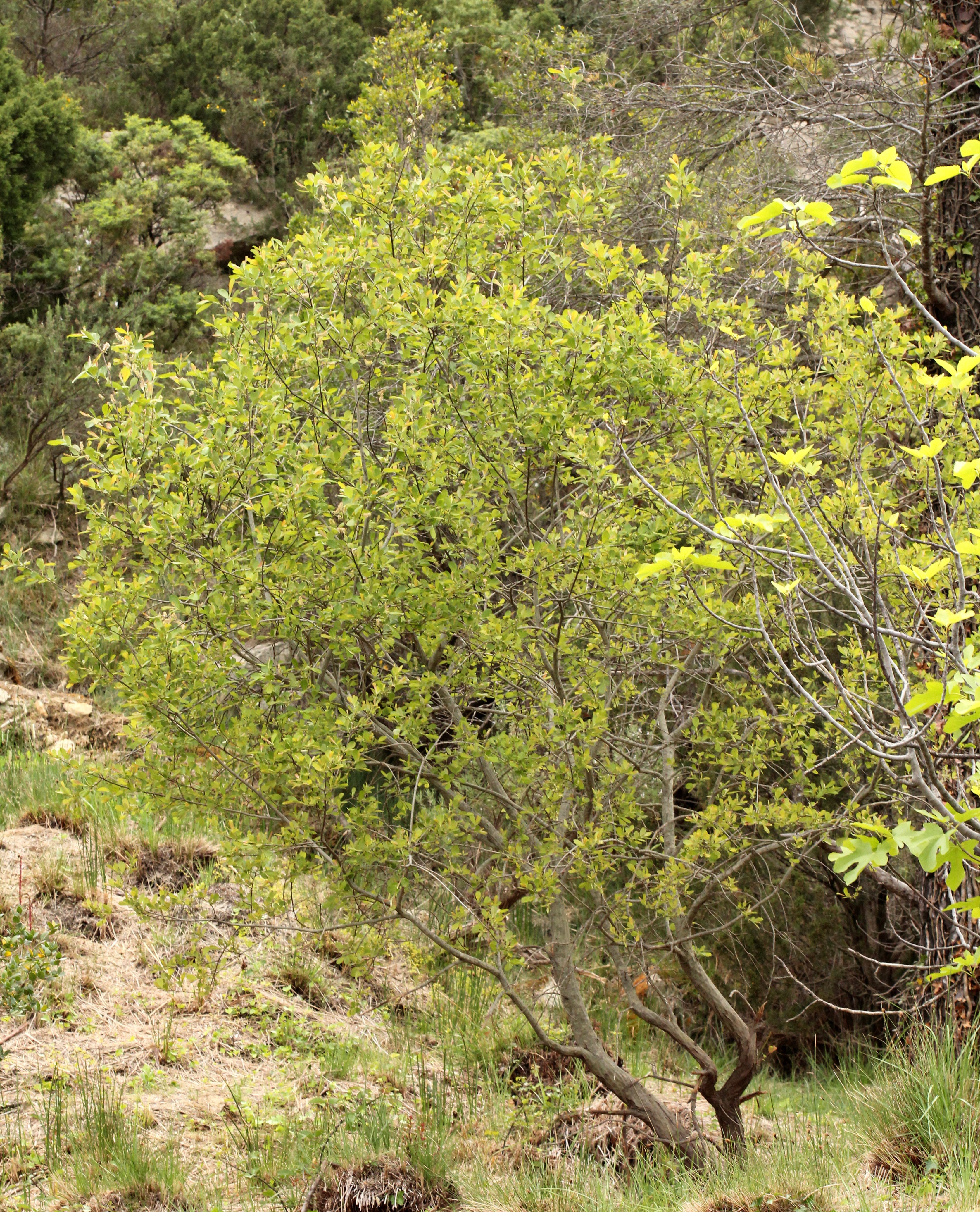 salix atrocinerea