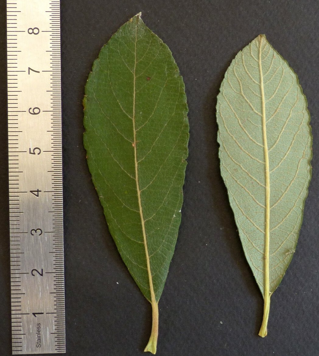 salix cinerea
