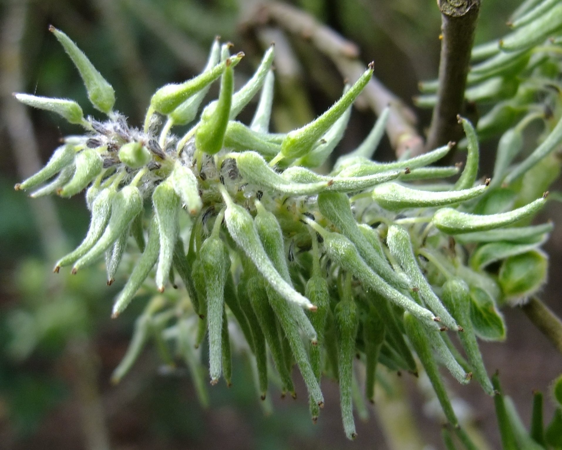 salix cinerea