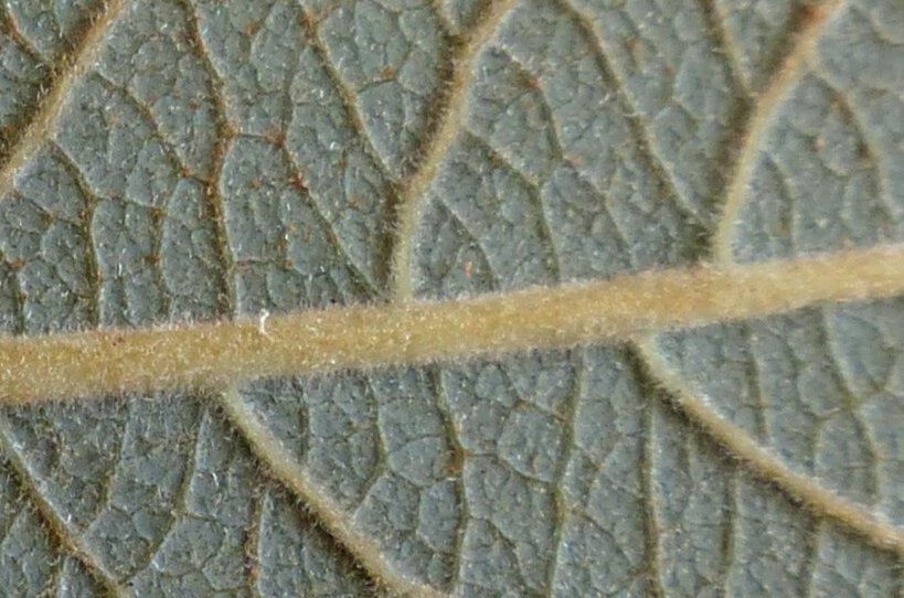 salix cinerea