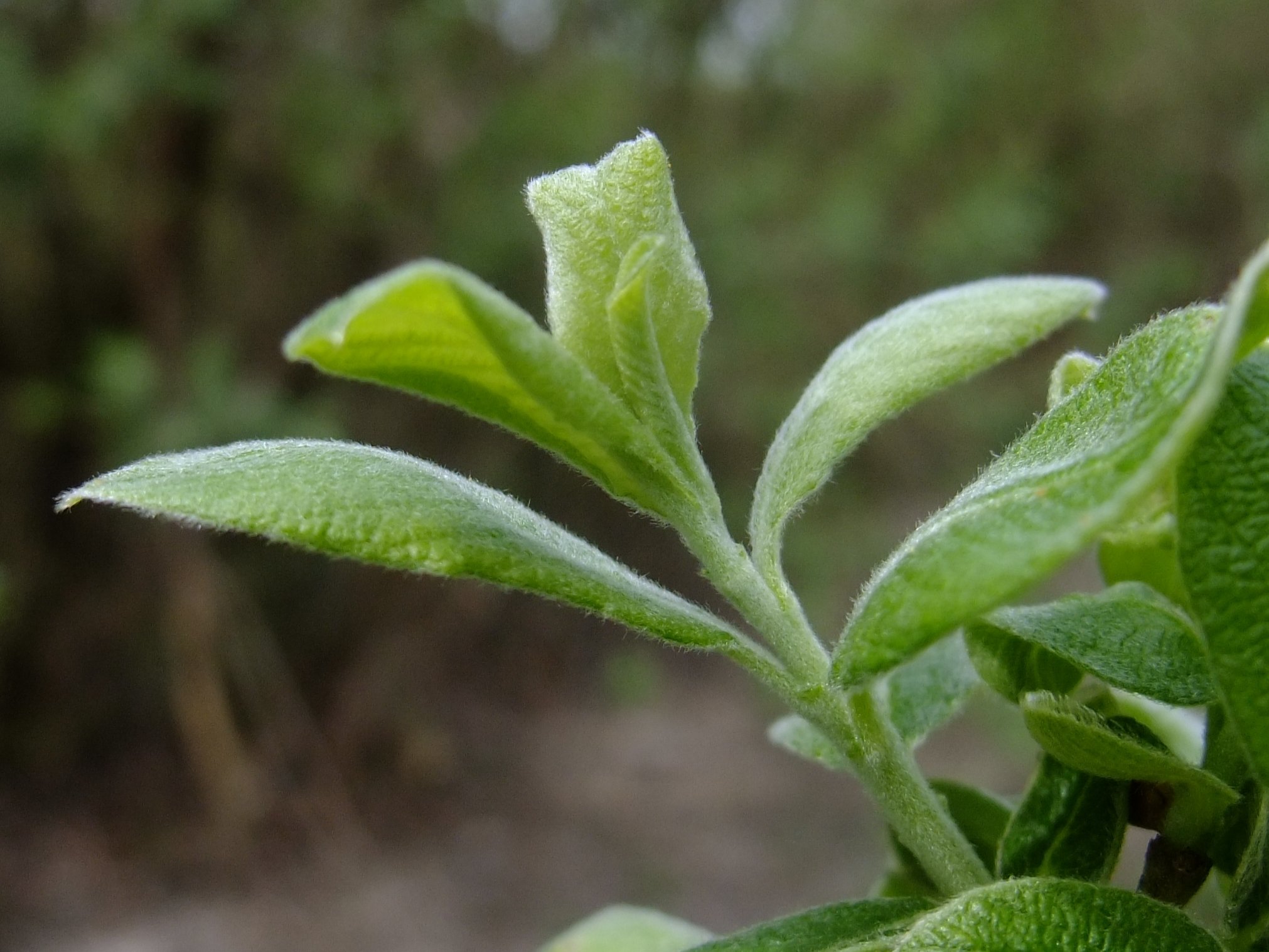 salix cinerea