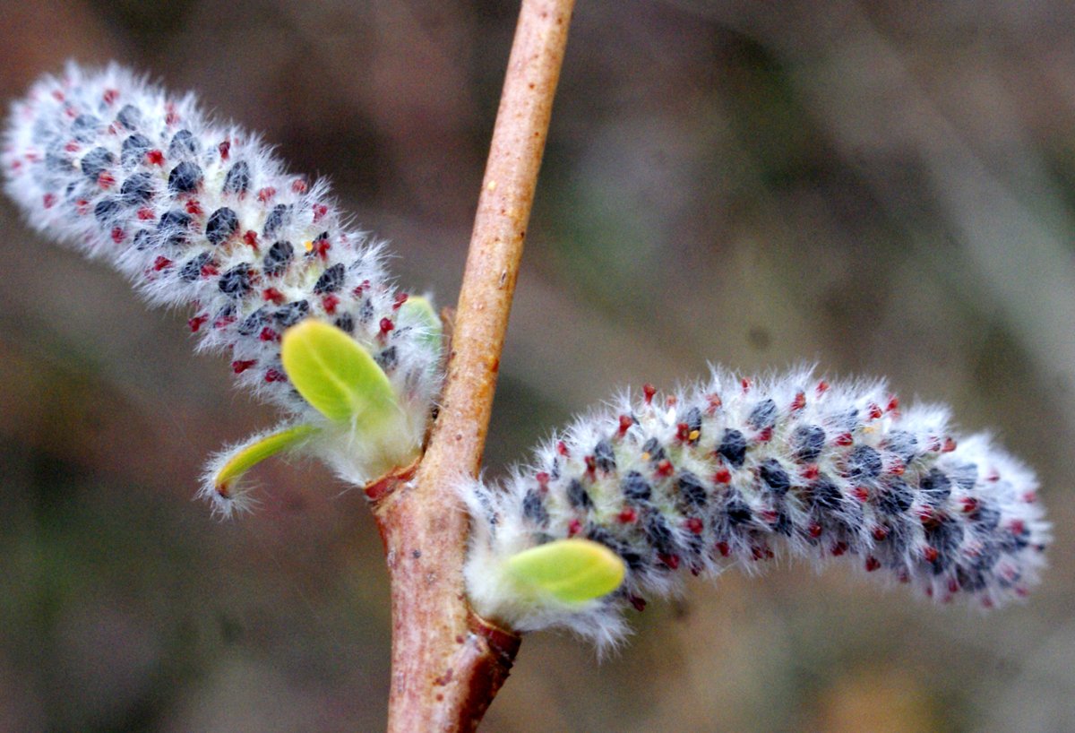 salix purpurea