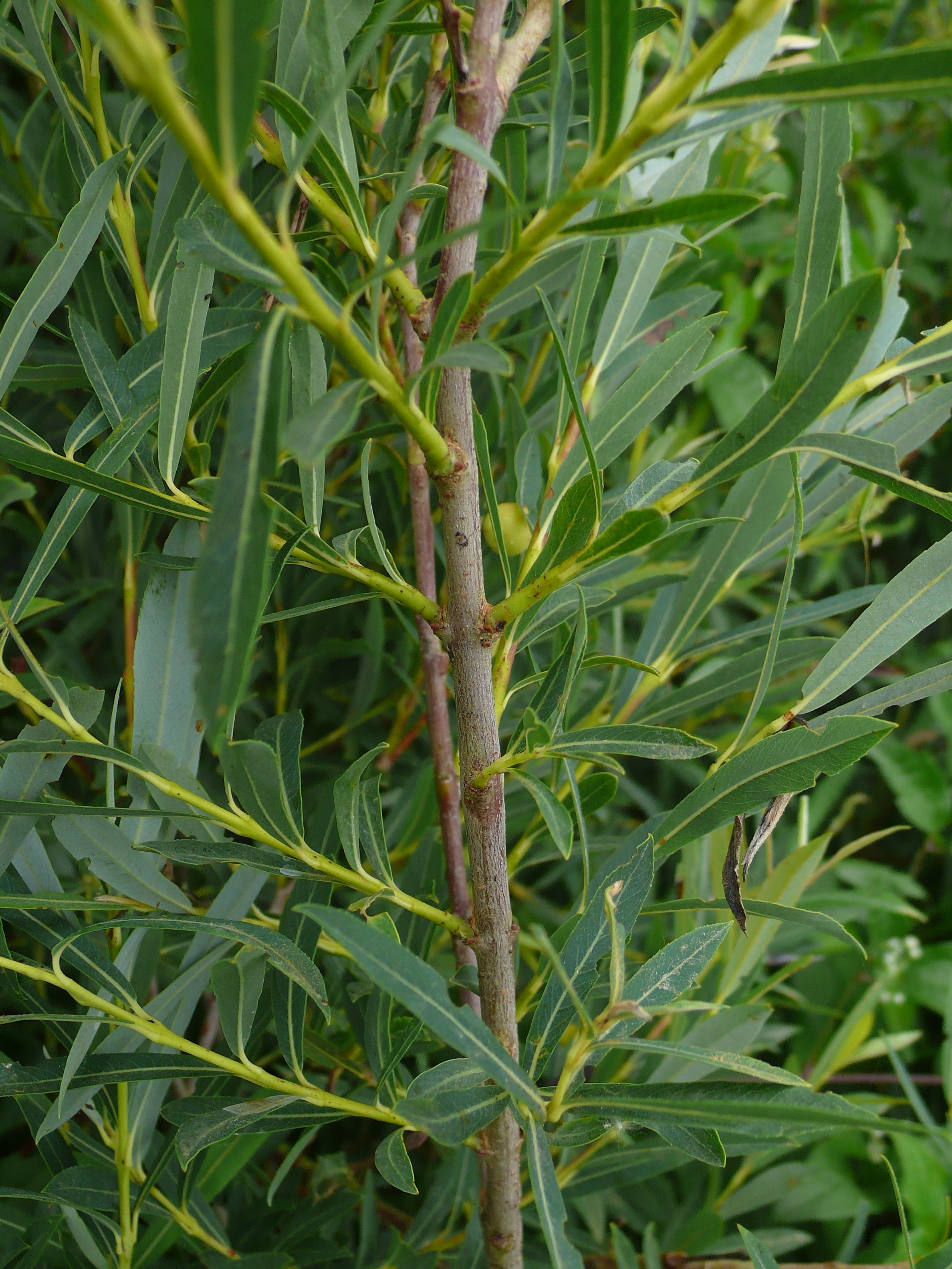 salix purpurea