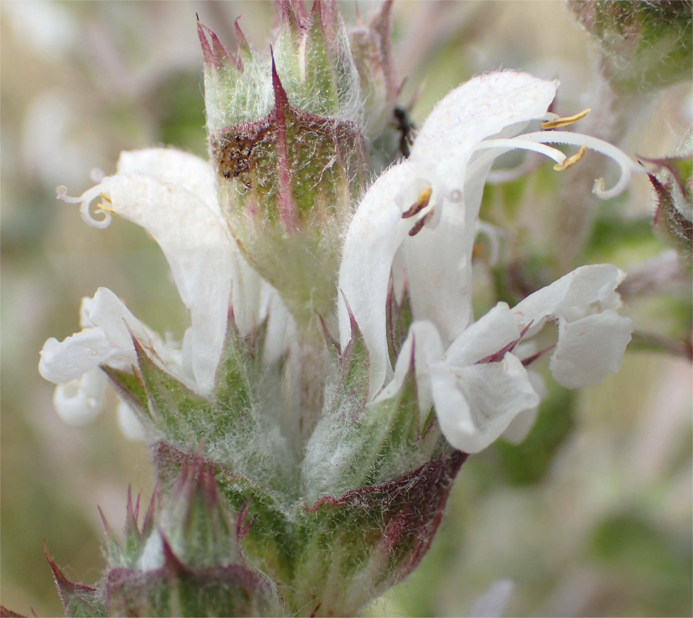salvia aethiopis