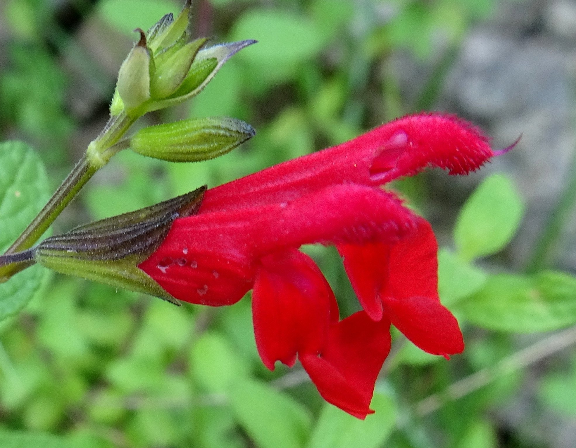 salvia microphylla