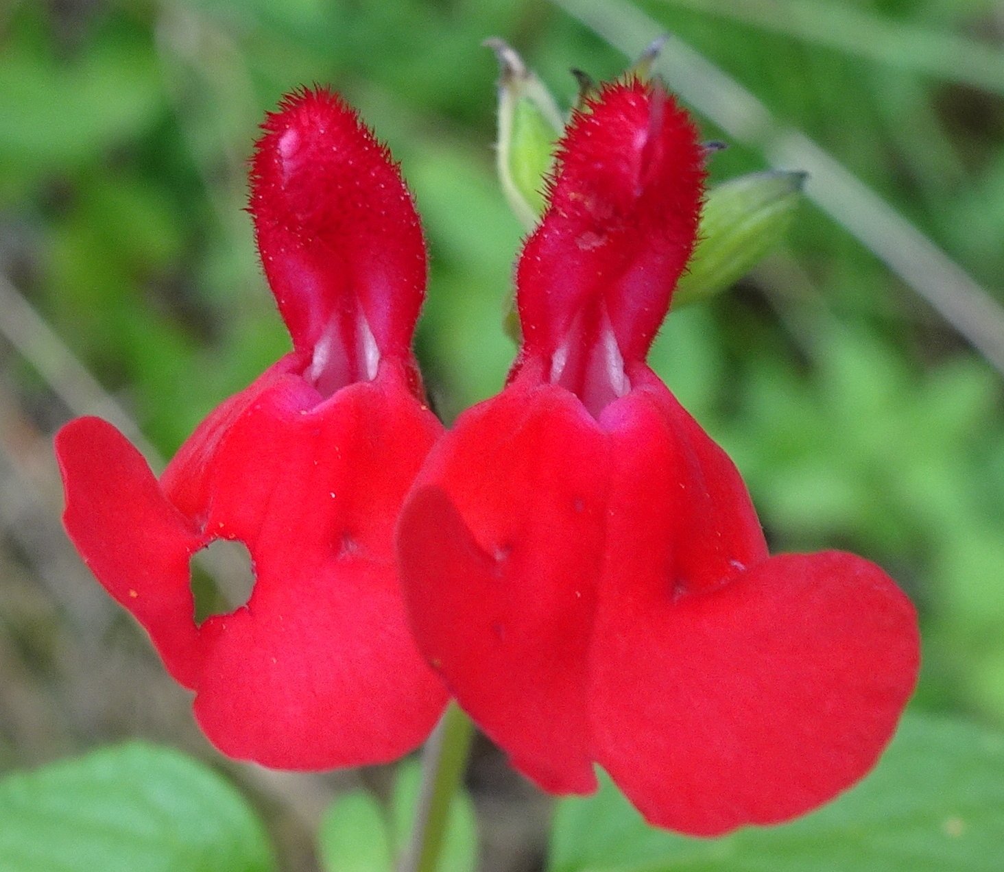 salvia microphylla