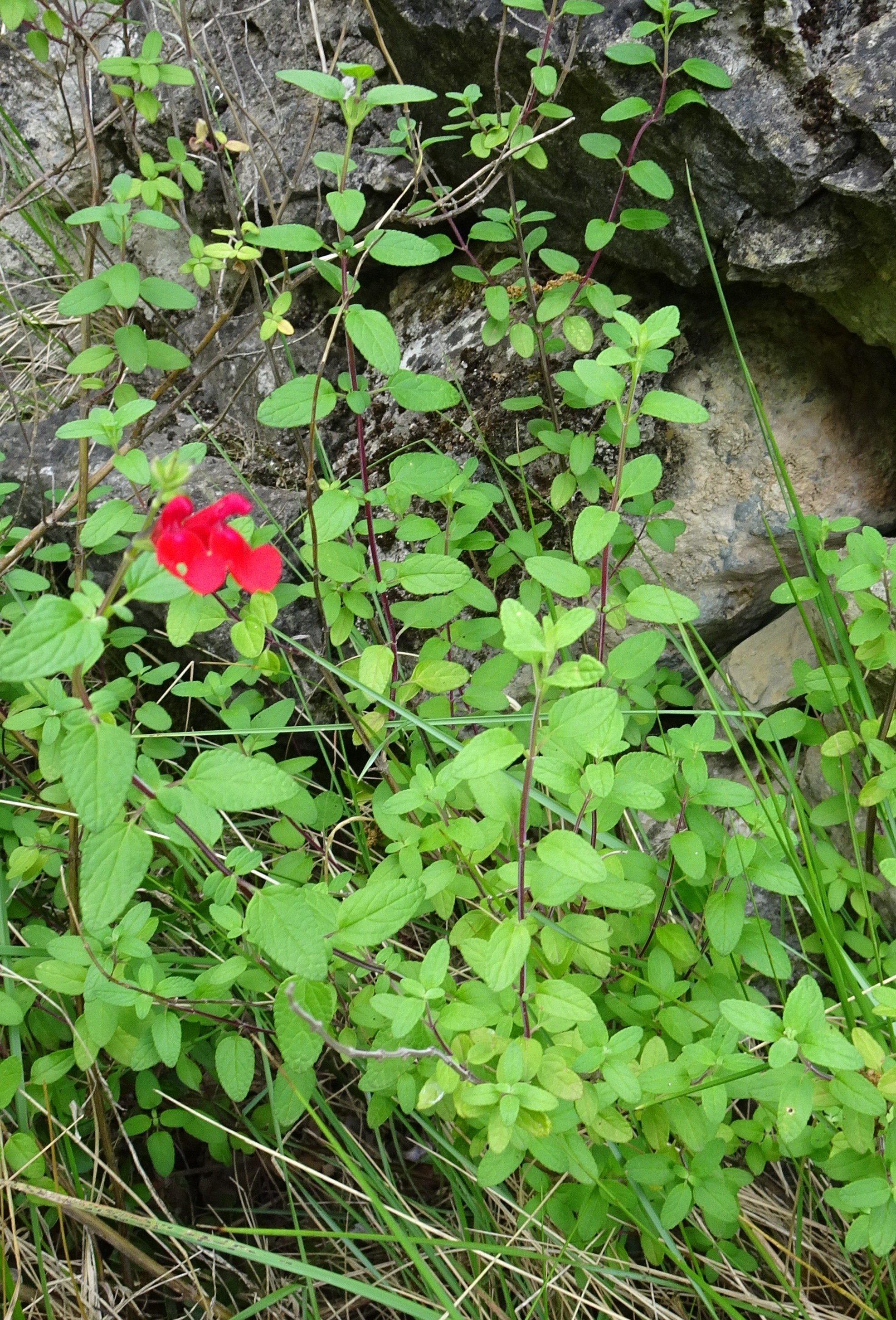 salvia microphylla