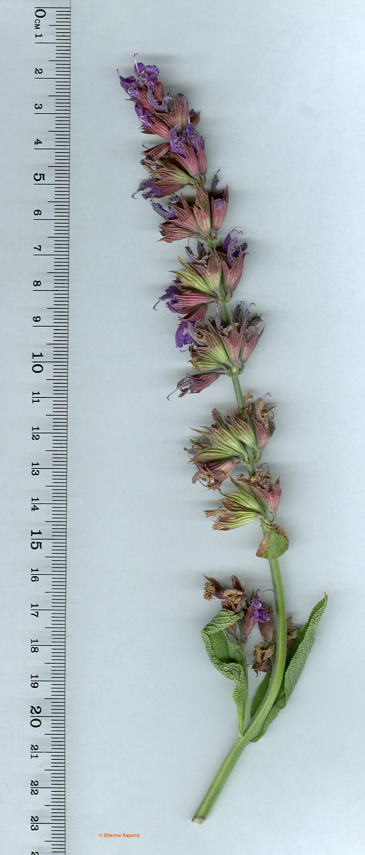 salvia officinalis subsp officinalis