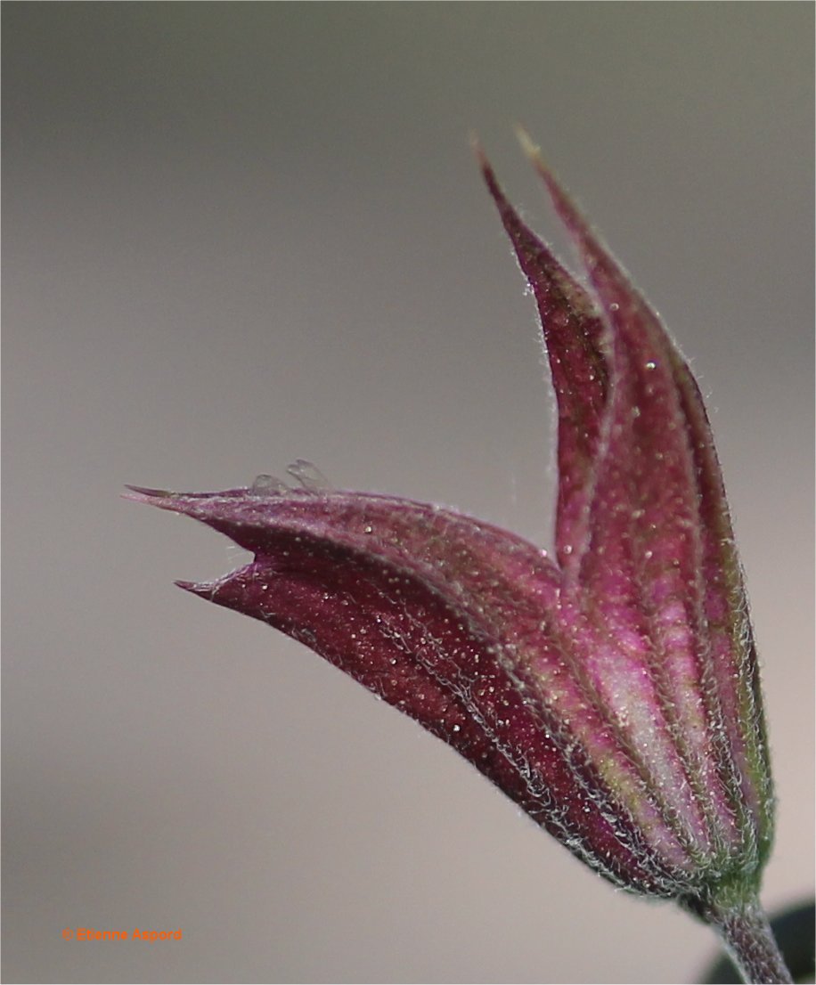 salvia officinalis subsp officinalis