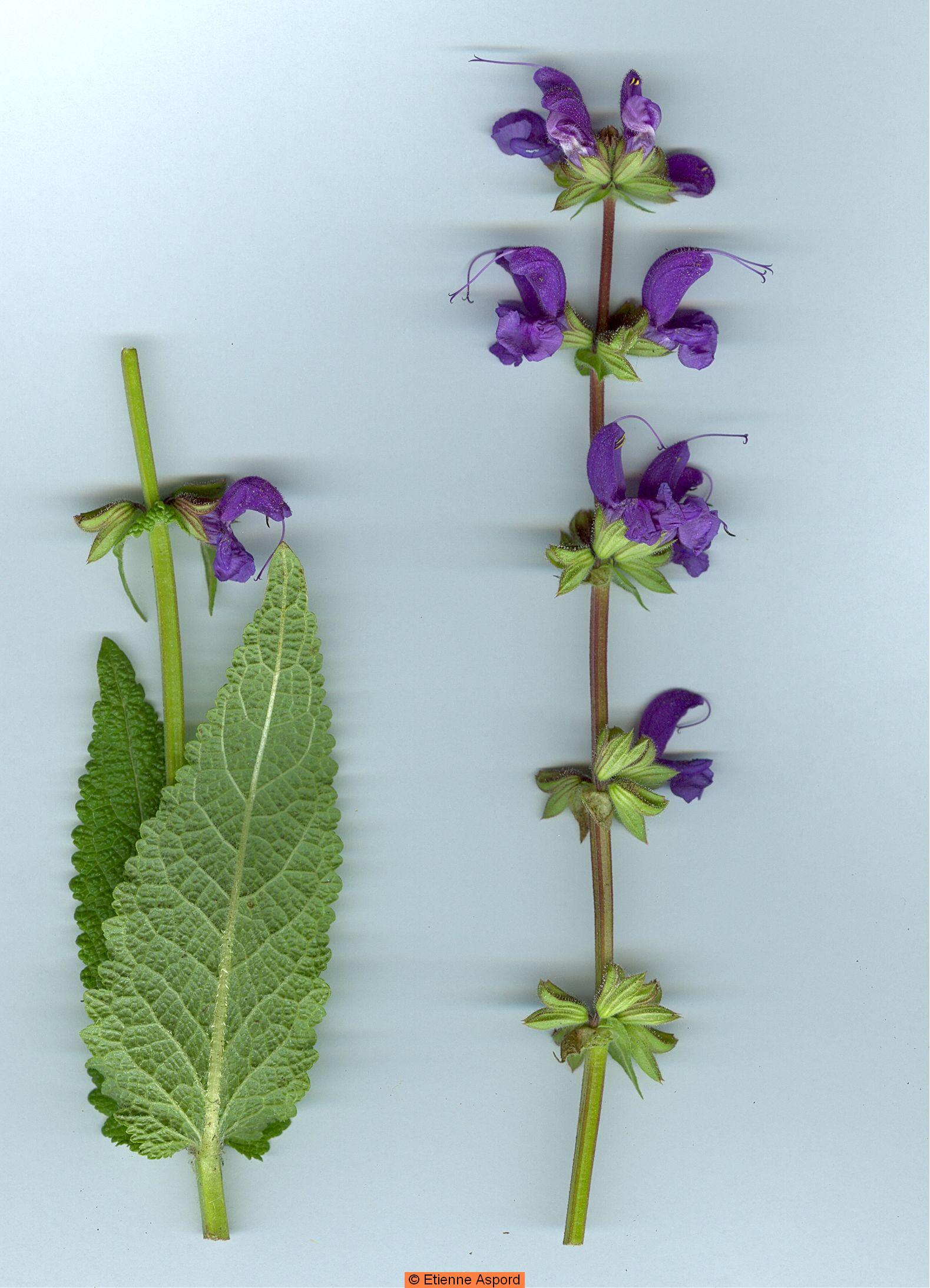 salvia pratensis