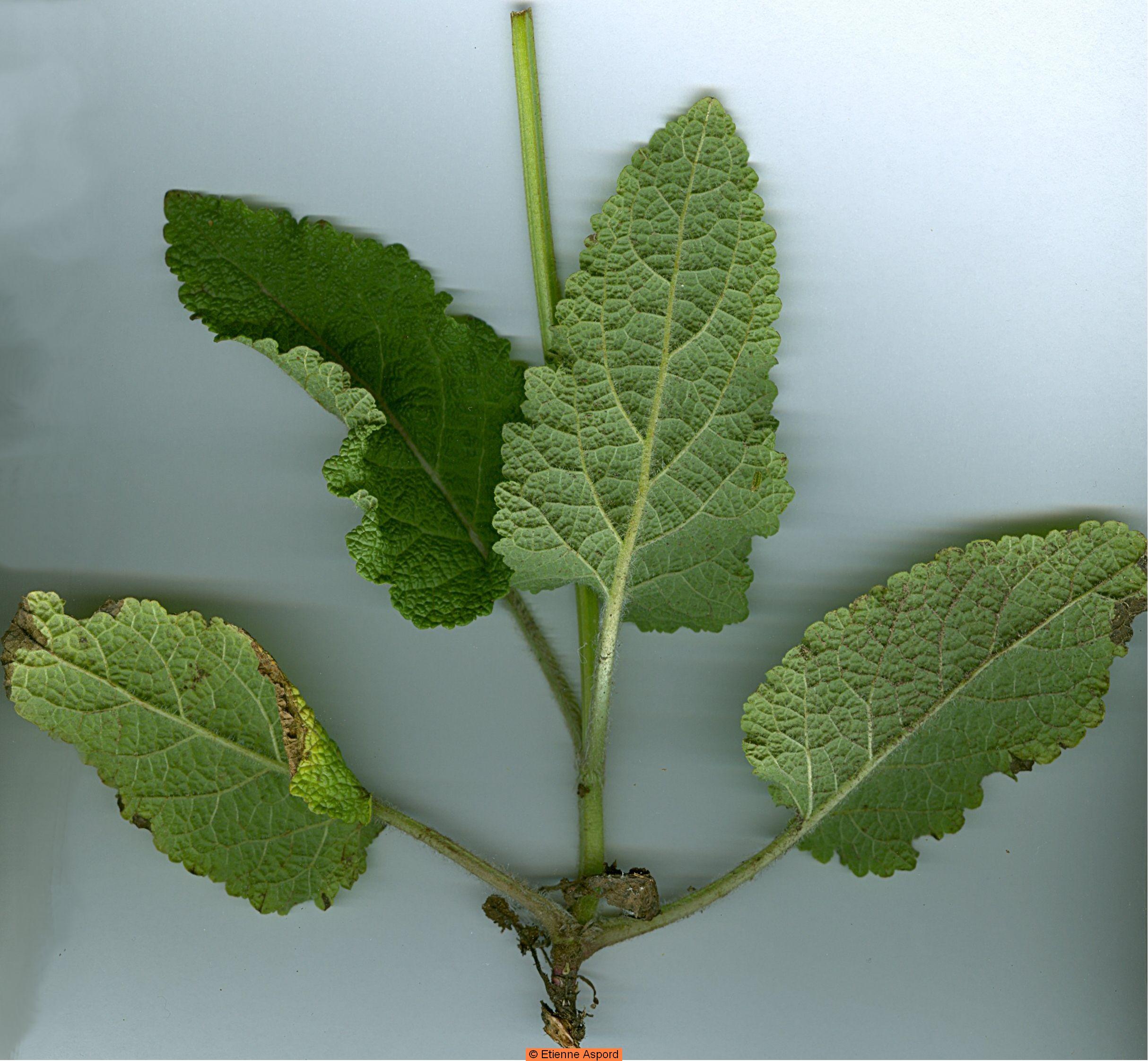 salvia pratensis