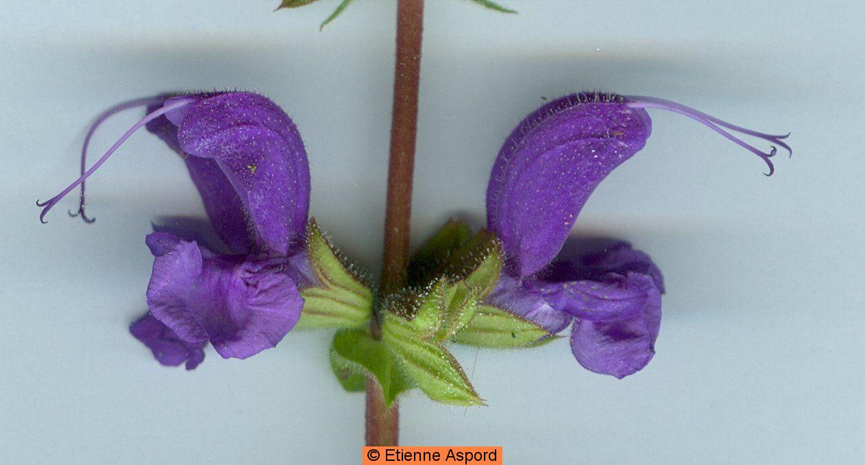 salvia pratensis