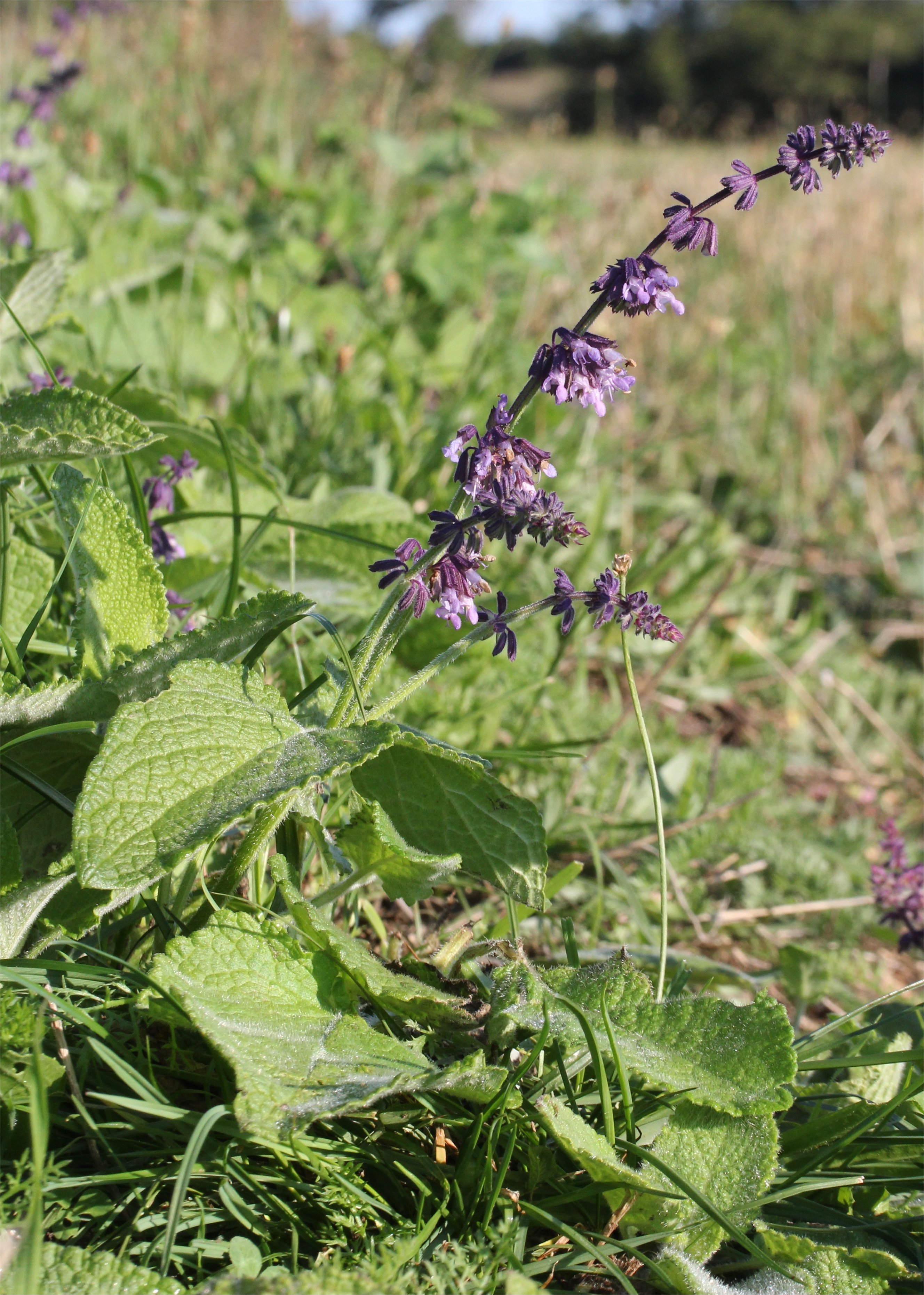 salvia verticillata