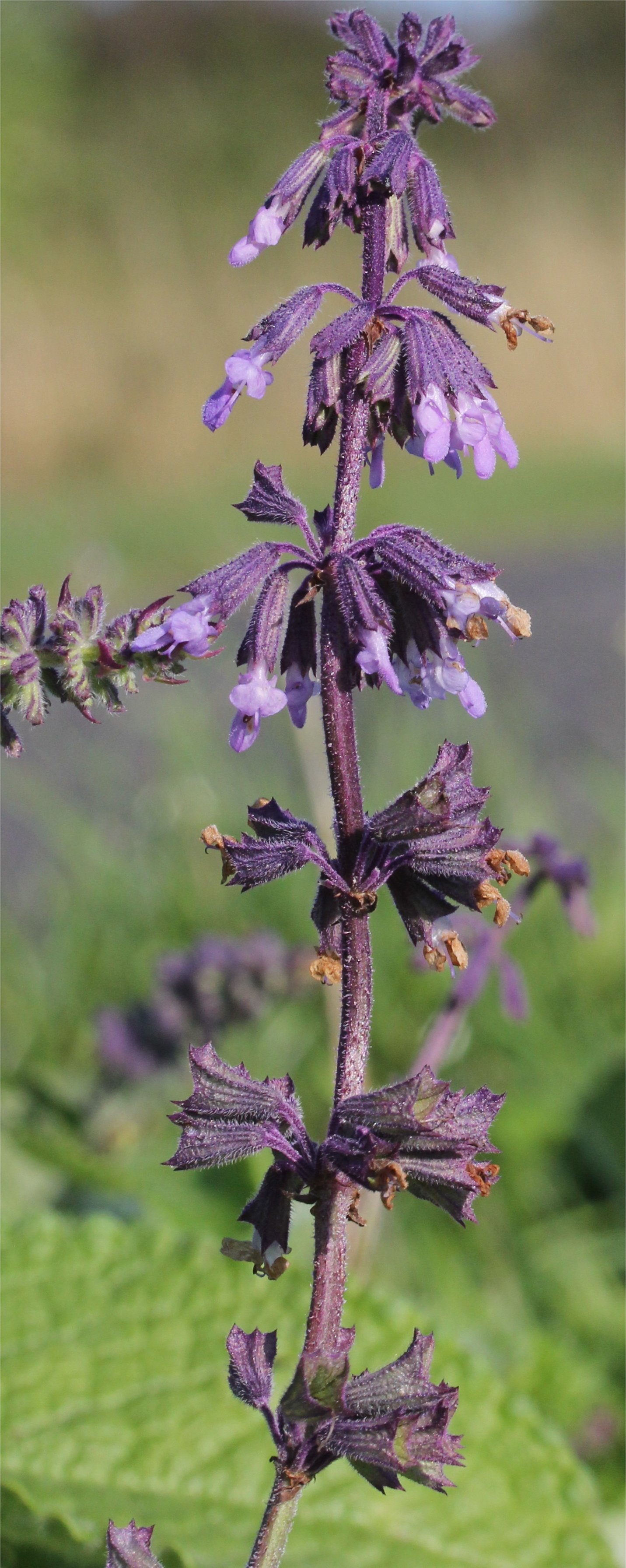 salvia verticillata