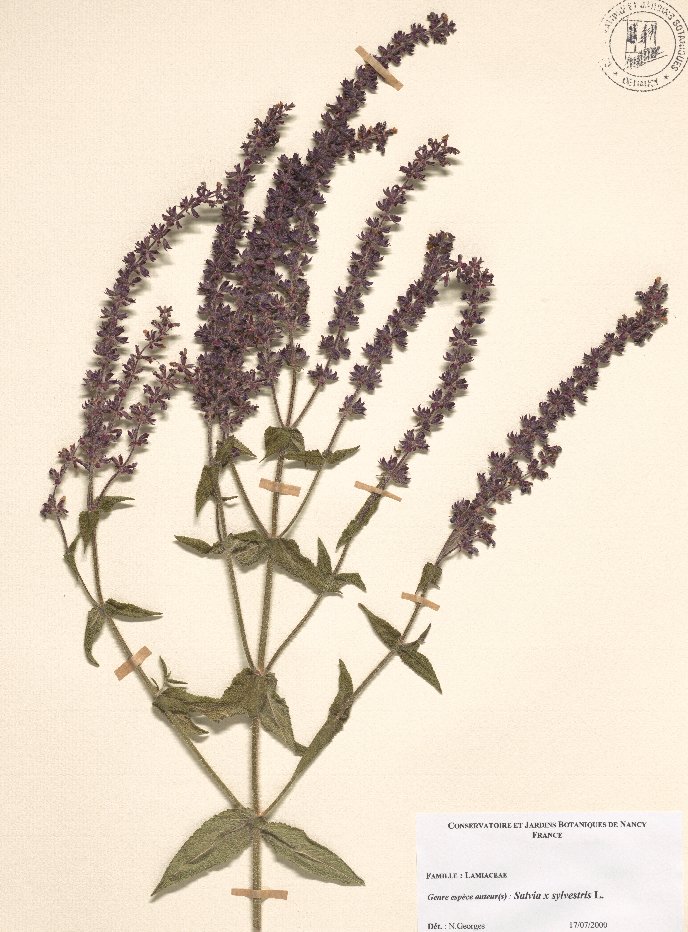 salvia x sylvetris
