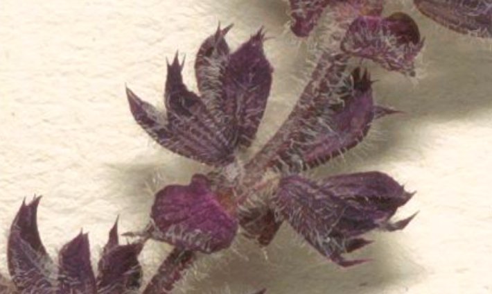 salvia x sylvetris