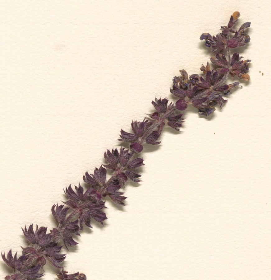 salvia x sylvetris